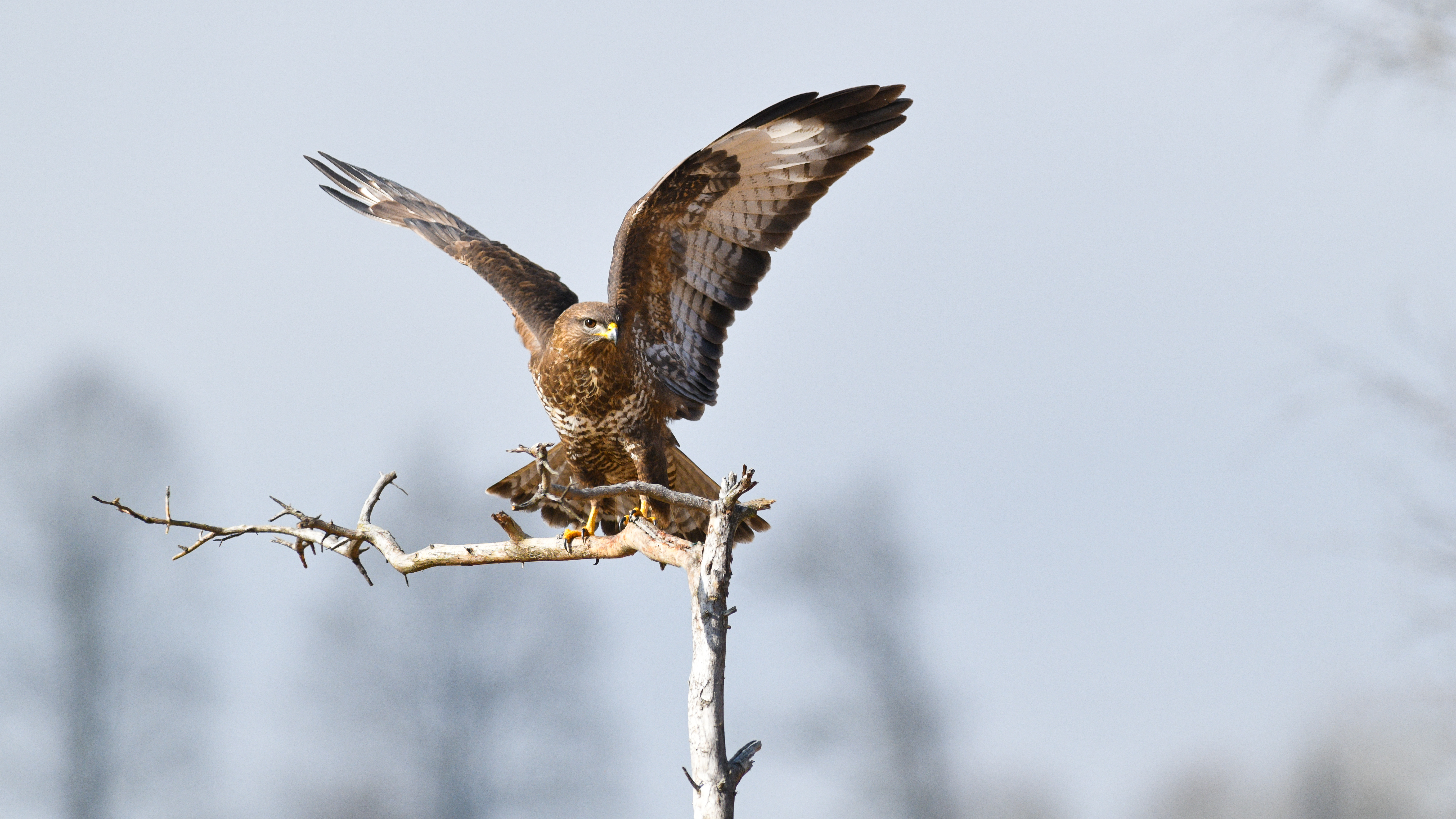 Mäusebussard auf einem Ast   | © Dr. Olaf Broders