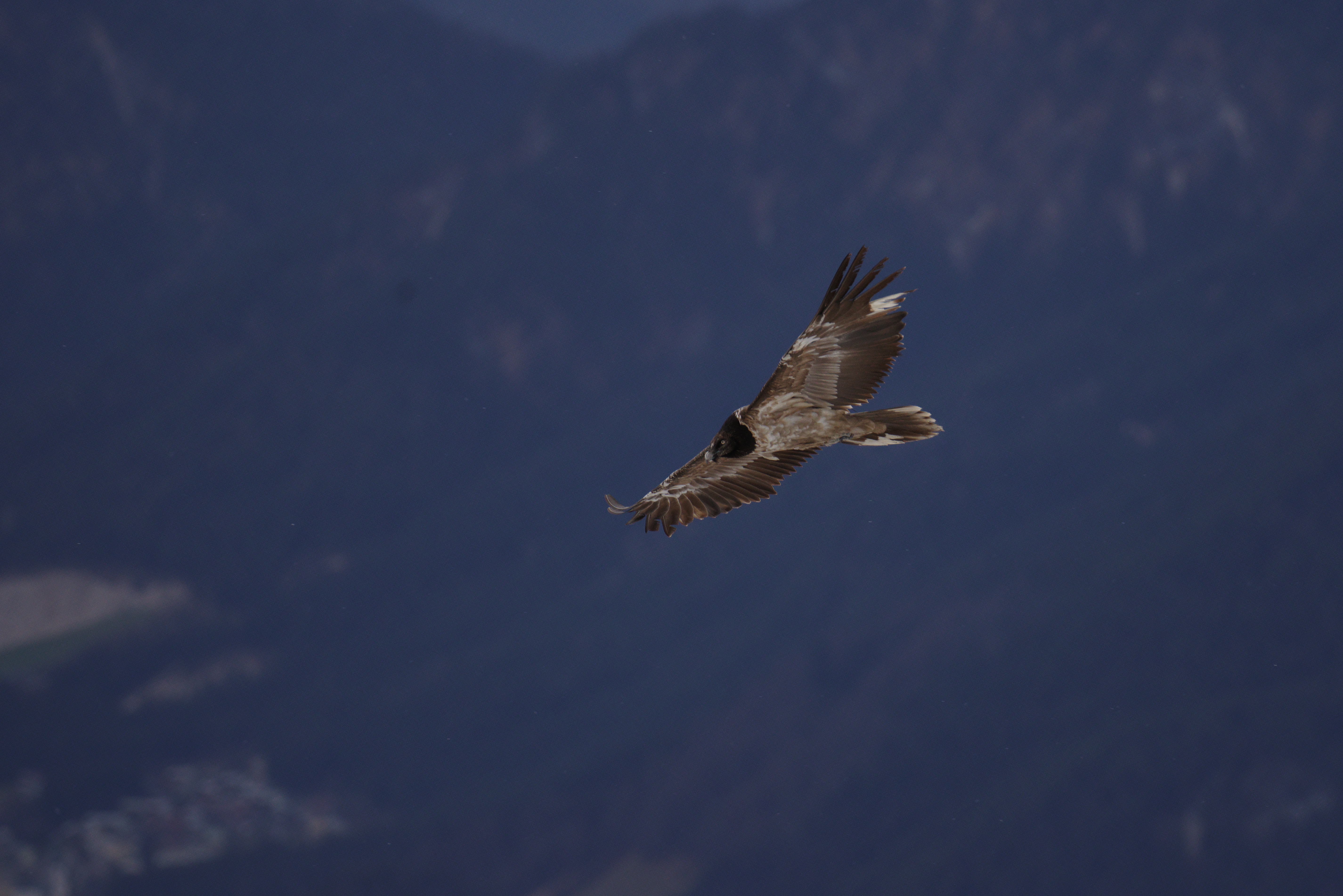 Bavaria im Flug  | © Sebastian Reith
