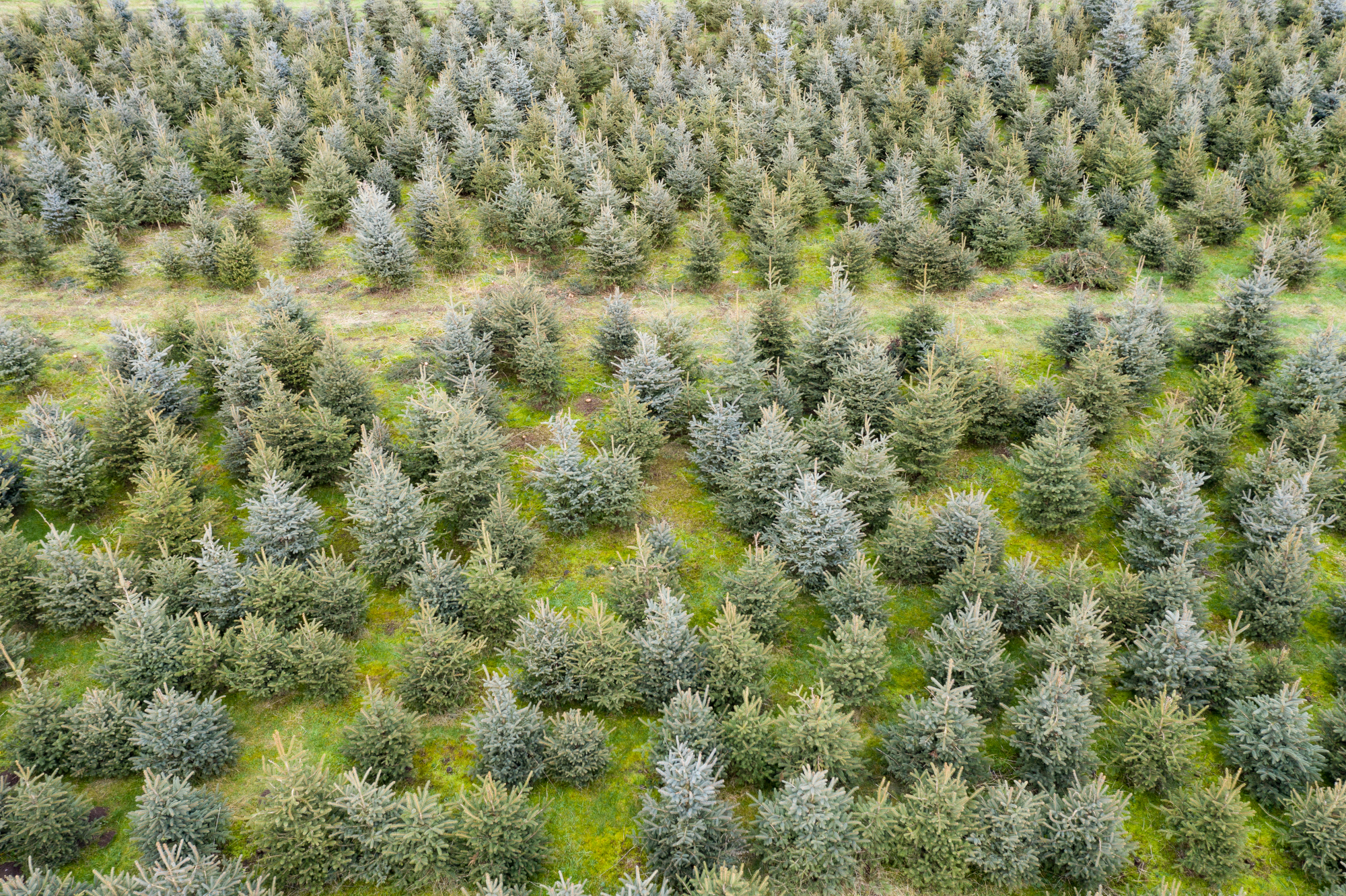 Christbaum-Plantage | © Dr. Olaf Broders