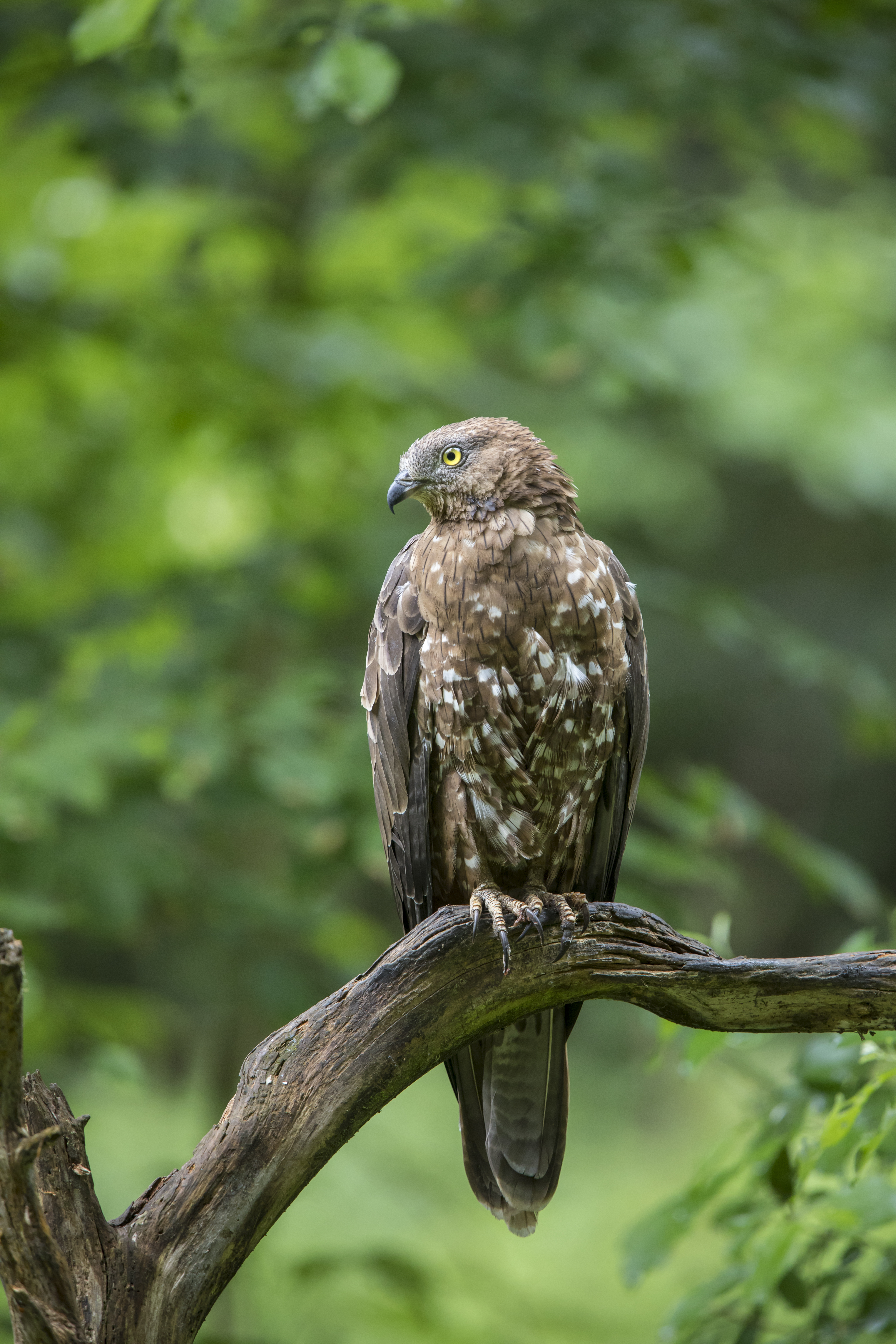 Wespenbussard weiblich |© Christoph Bosch