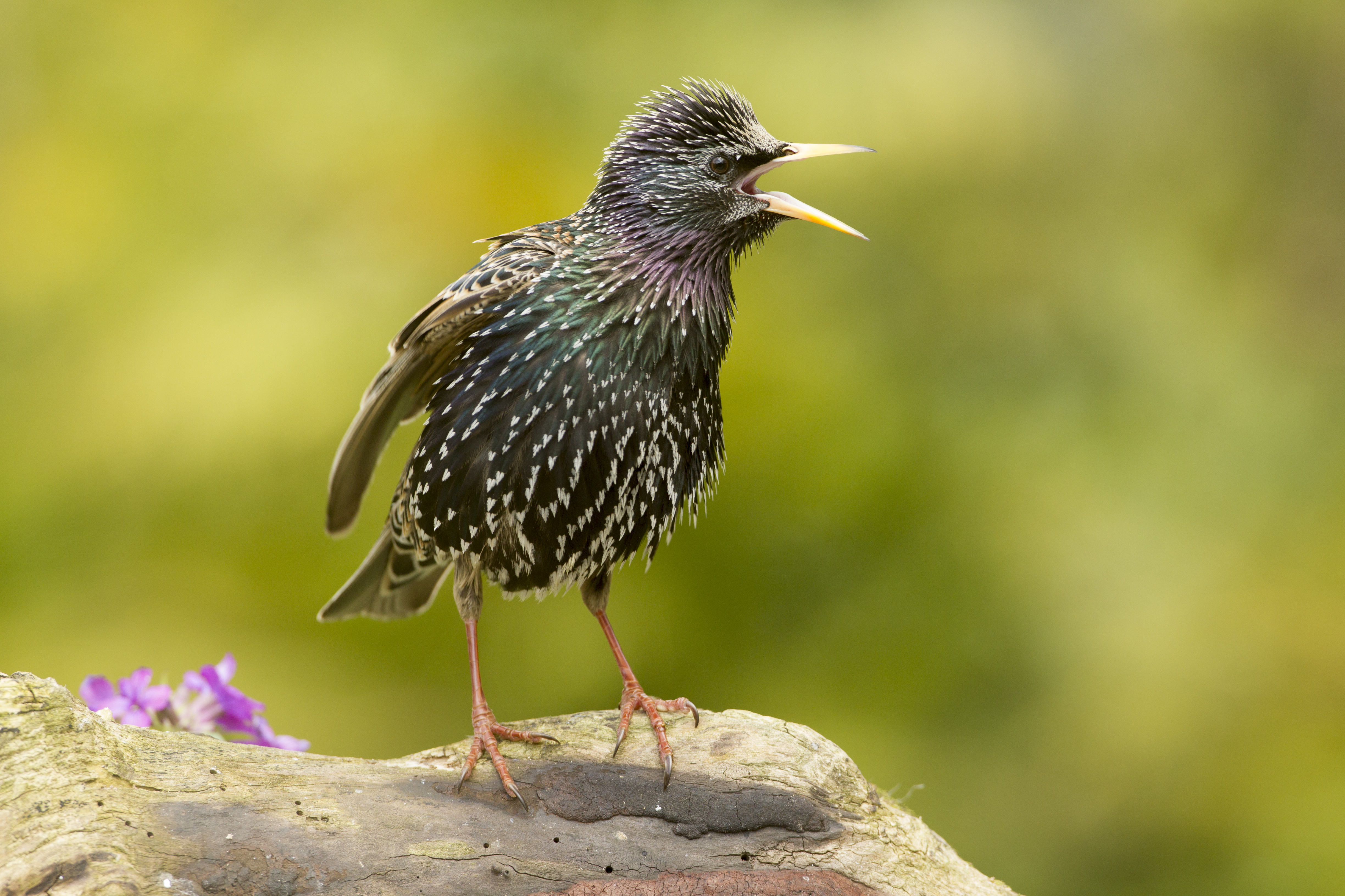 Star beim Frühlingsgesang | © Rosl Roessner