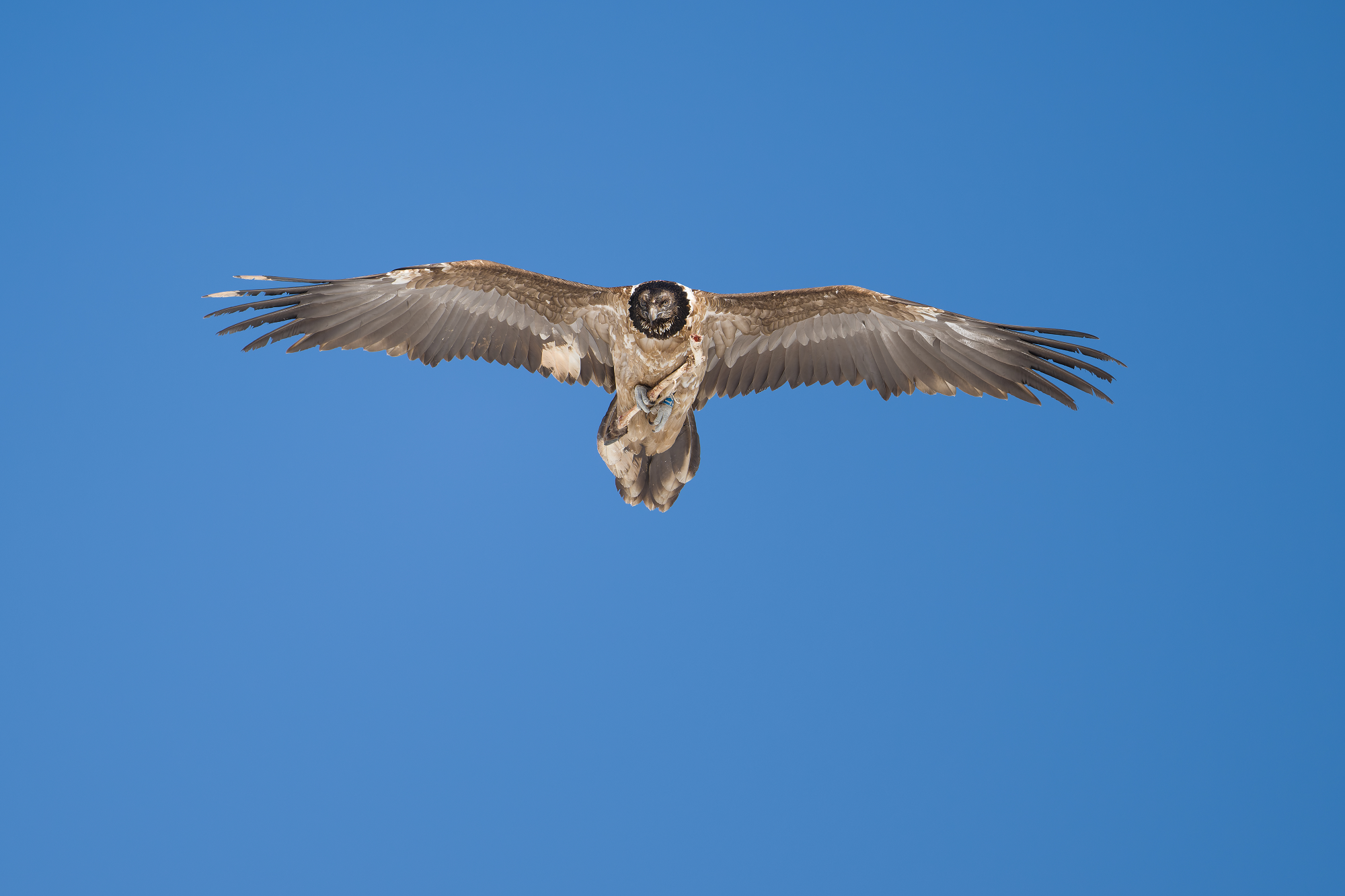 Nepomuk im Anflug| © Günther Galiberger