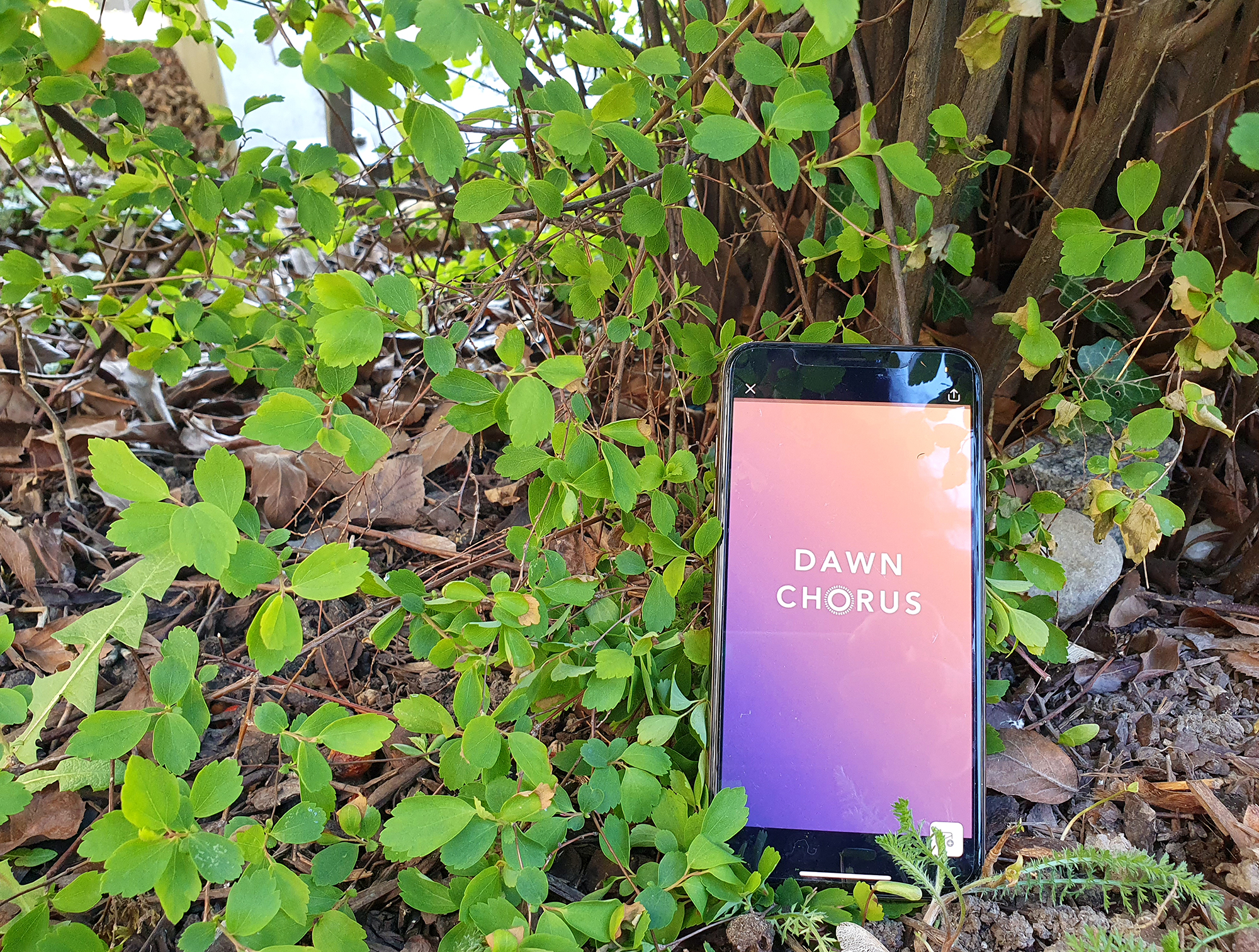 Dawn Chorus App | © Biotopia LAB