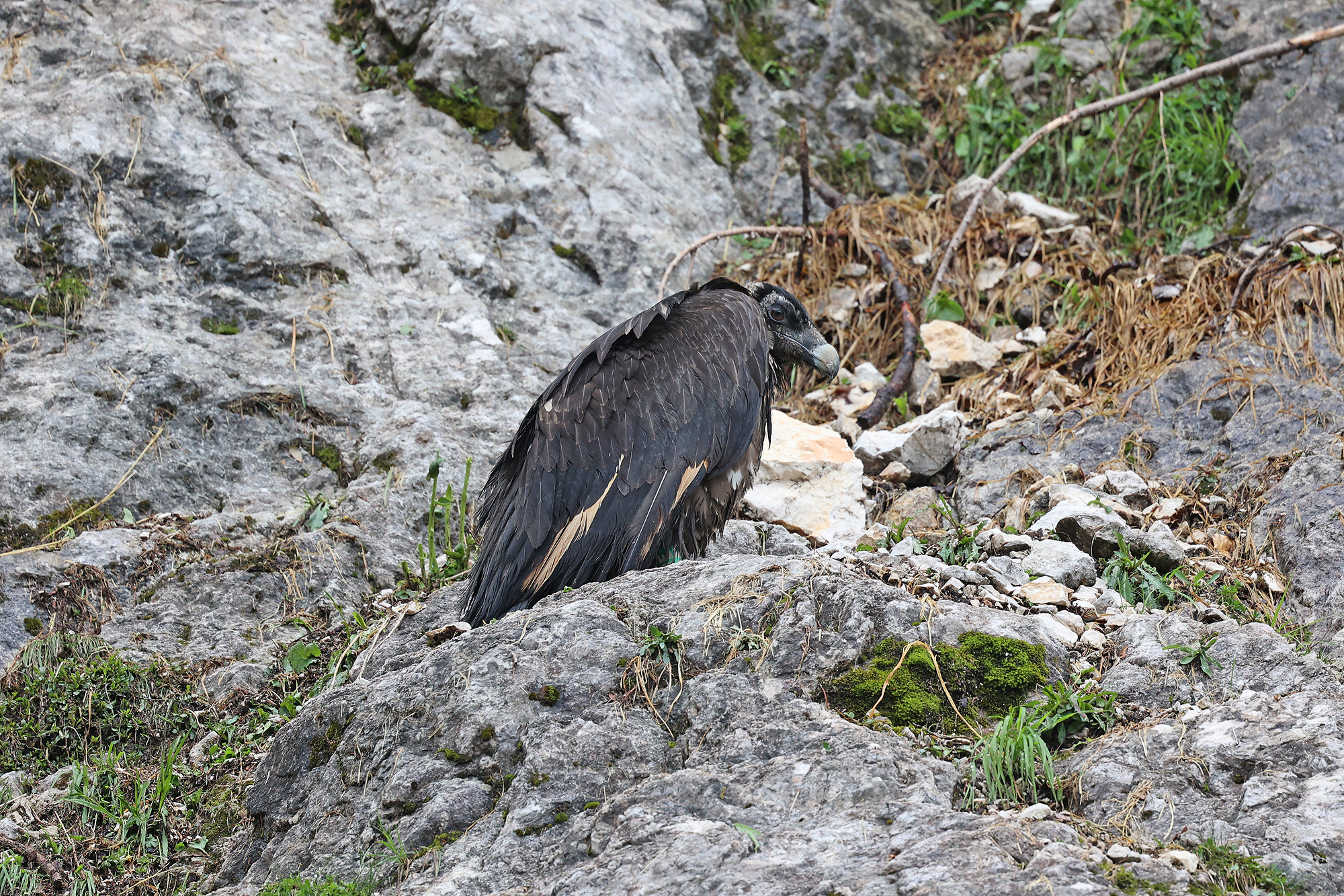 Bartgeier Wiggerl nach seinem Sturz aus der Nische | © Markus Leitner