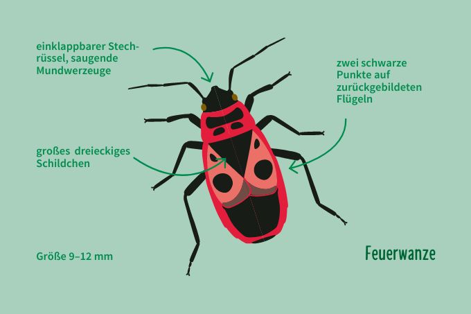 Feuerwanze Grafik | © NABU