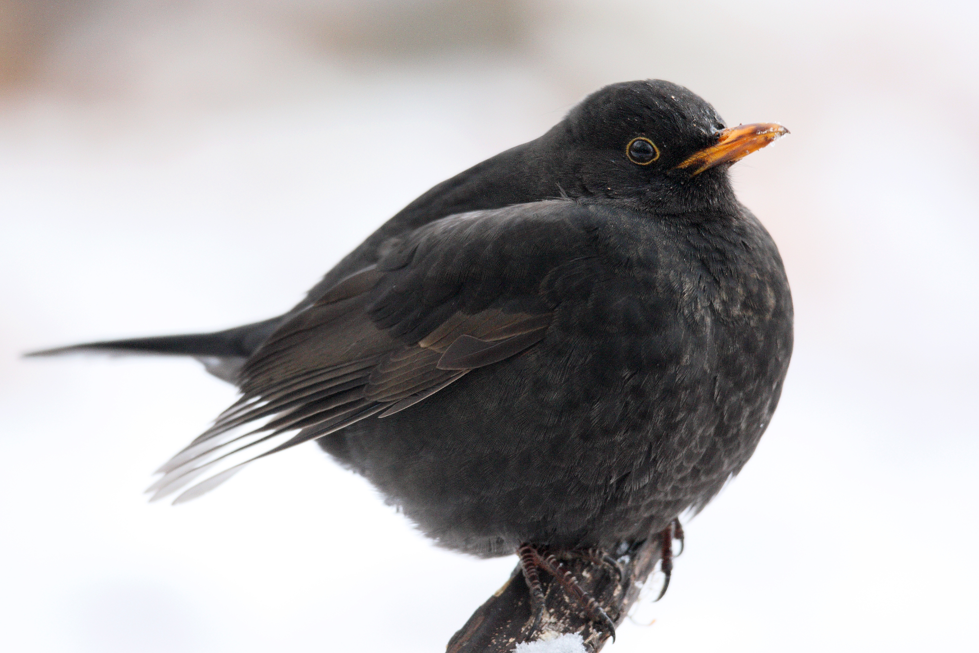 Amsel | © Frank Derer