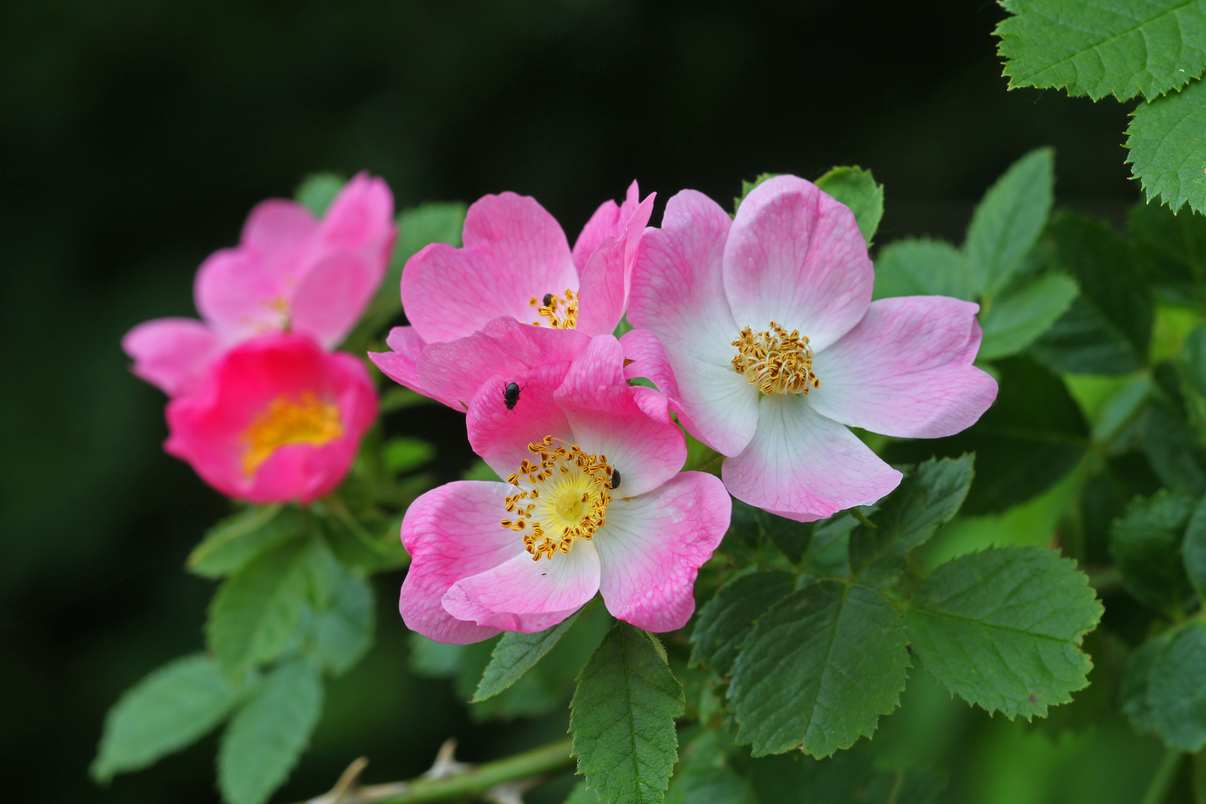 Weinrosenblüte