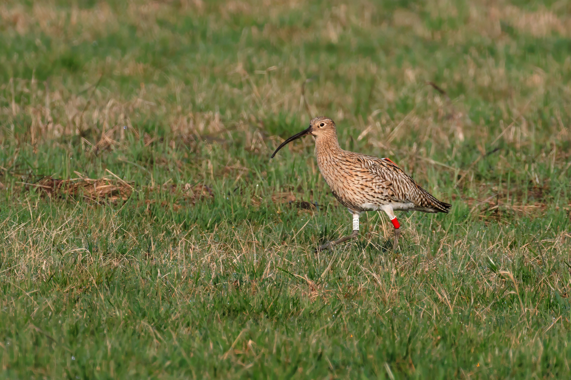 Großer Brachvogel Franzi | © Norbert Geisberger