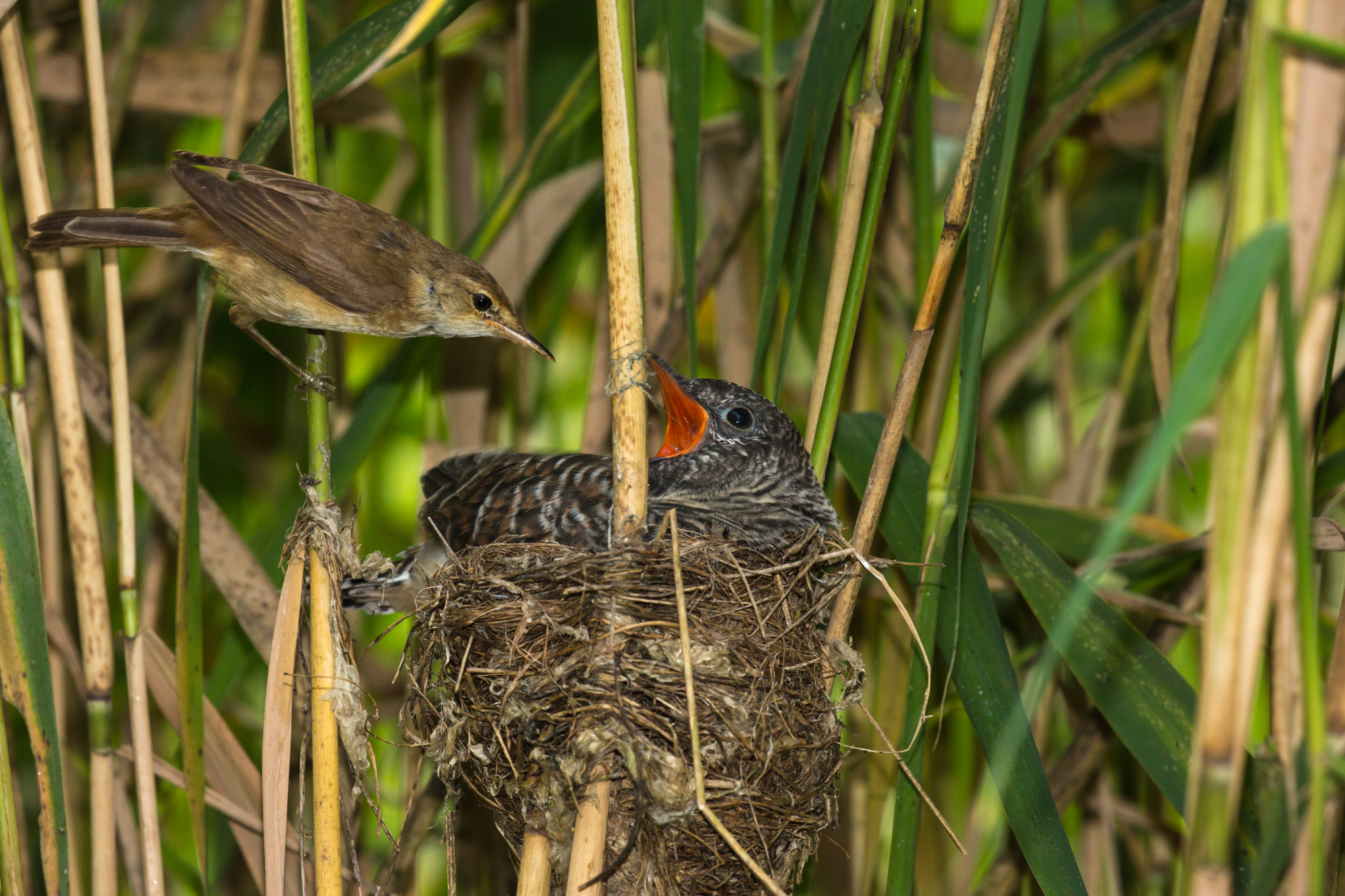 Jungkuckuck wird von Teichrohrsänger gefüttert | © Andreas Hartl