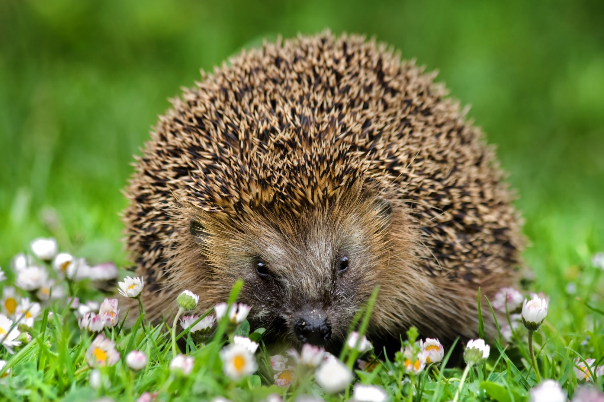 Igel | © Andreas Giessler