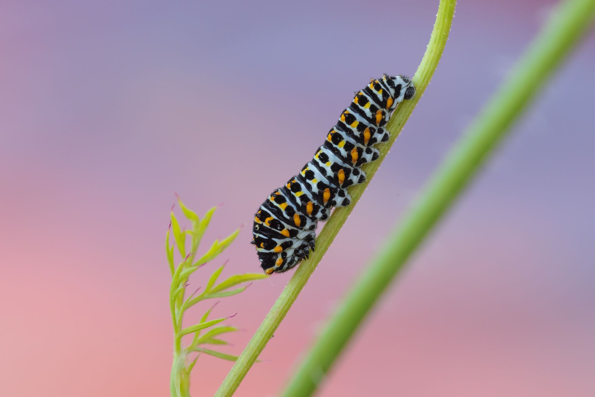Raupe des Schwalbenschwanzes | © Erich Obster