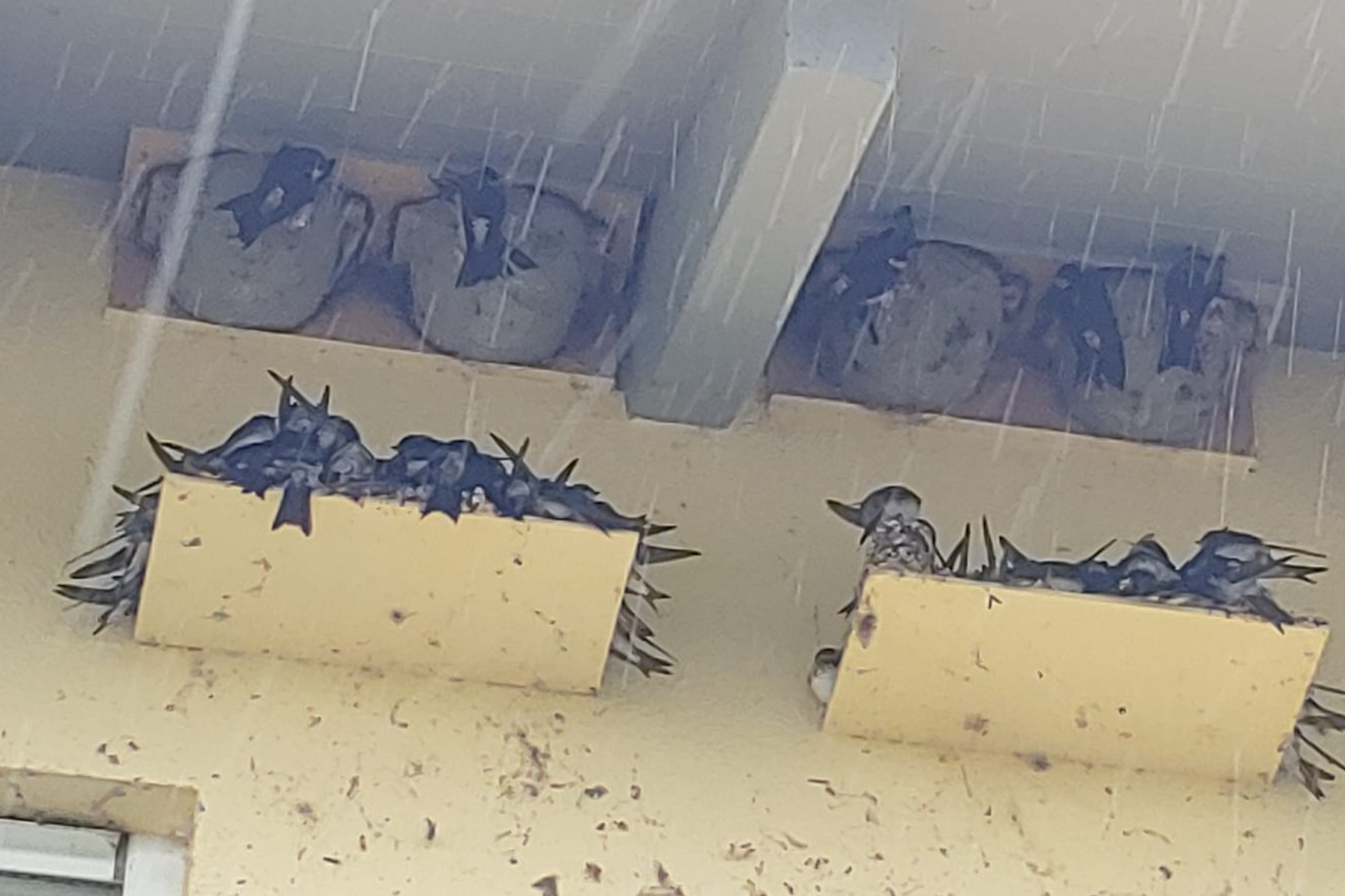 Verzweifelte Mehlschwalben suchen Schutz vor Regen und Kälte | © LBV München