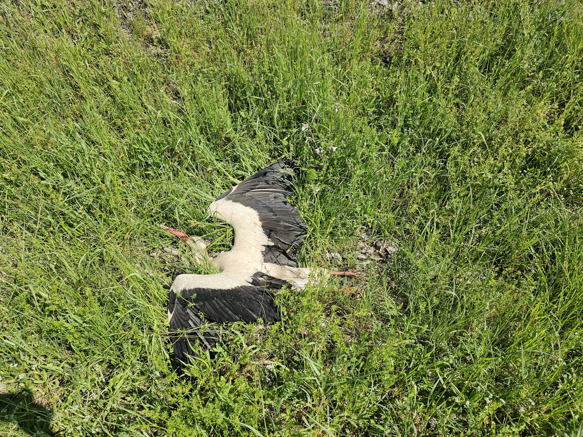 Toter Weißstorch | © Heike Seefried