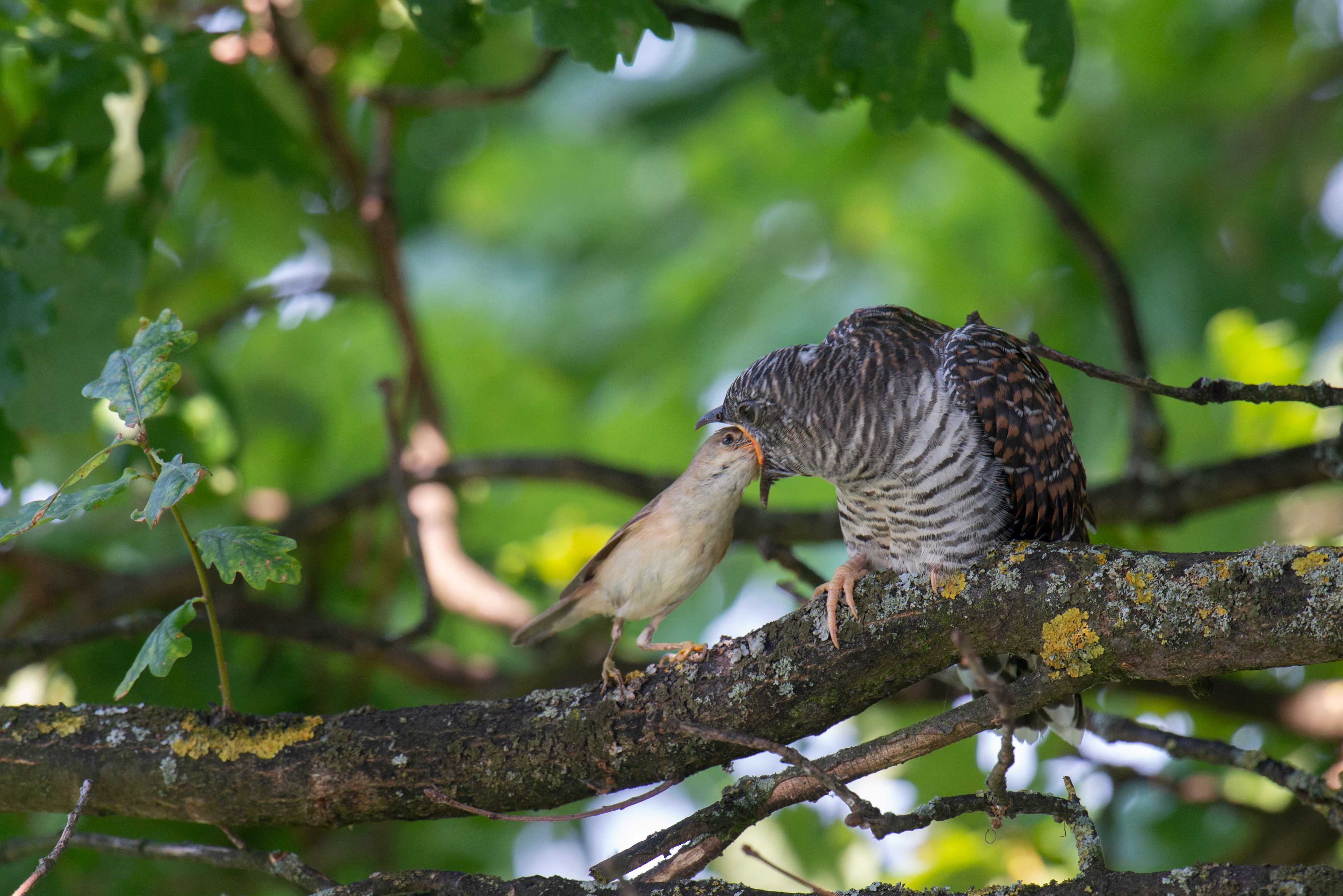 Jungkuckuck mit Teichrohrsänger | ©Josef Baumgartner