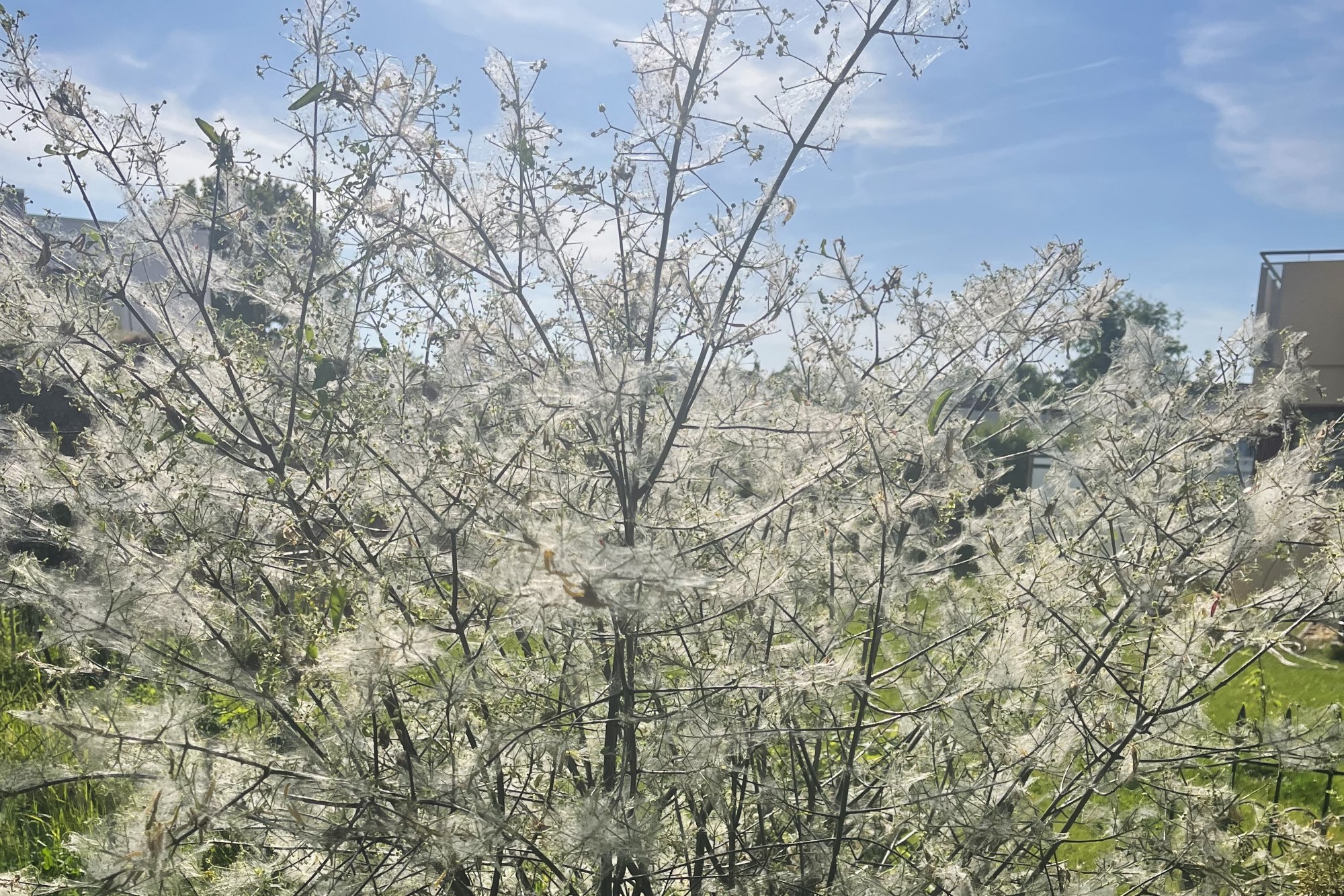 Ergebnisse der Stunde der Gartenvögel 2025 Alarm im Garten Vielfalt