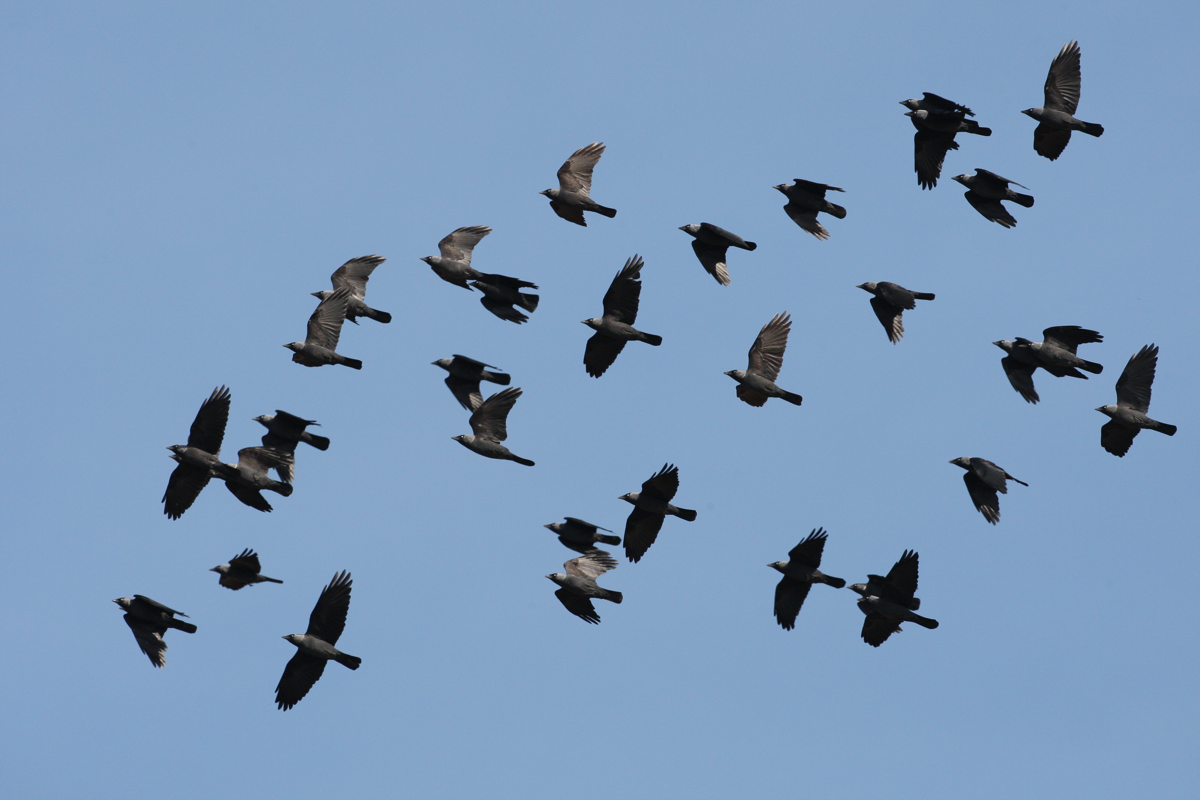 Dohlenschwarm | Zdenek Tunka