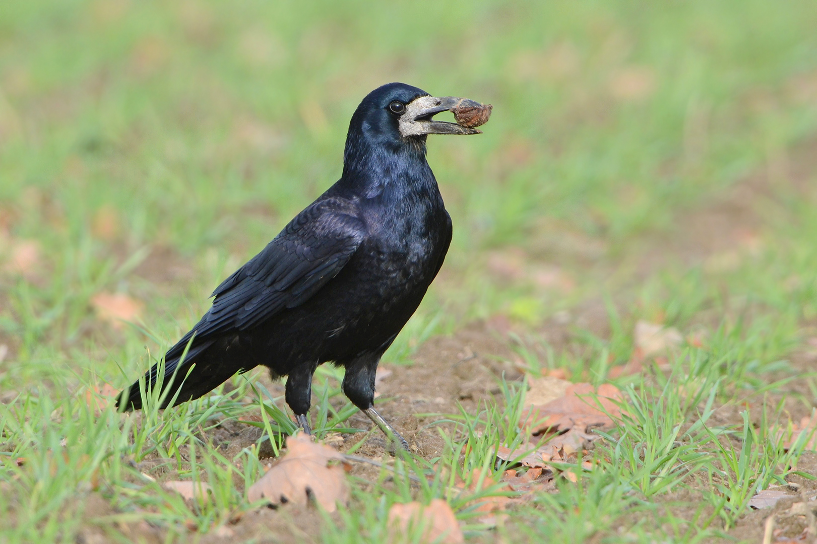 Saatkrähe mit Walnuss | © Herbert Henderkes
