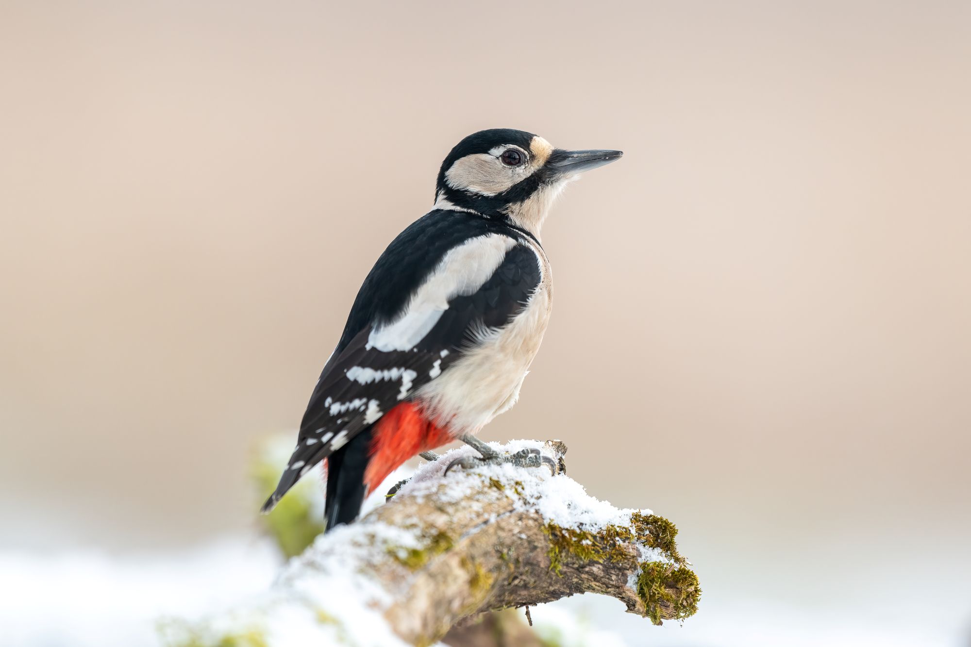 Buntspecht | © Marcus Meyer