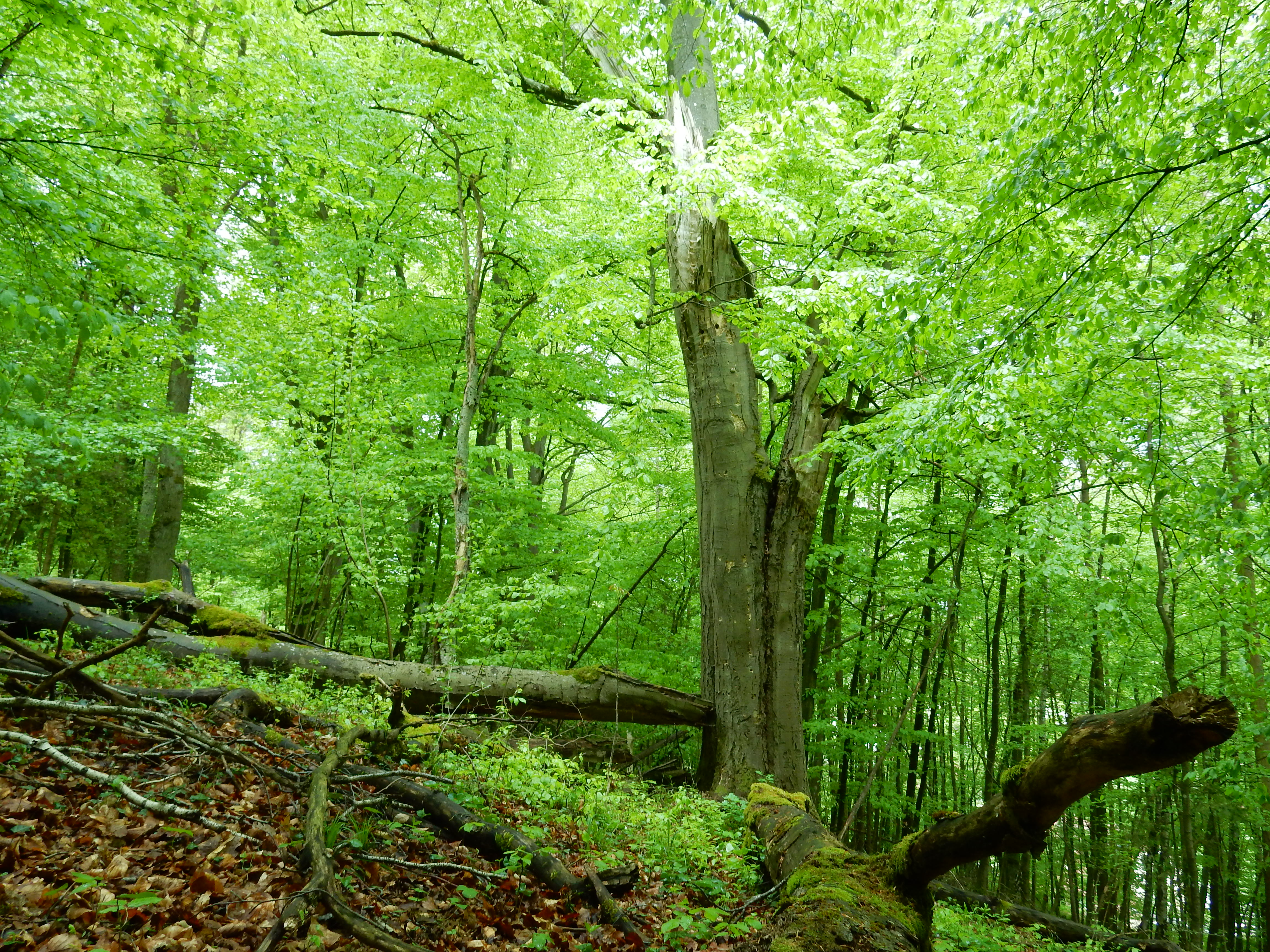 Liegendes Totholz | © Christian Stierstorfer