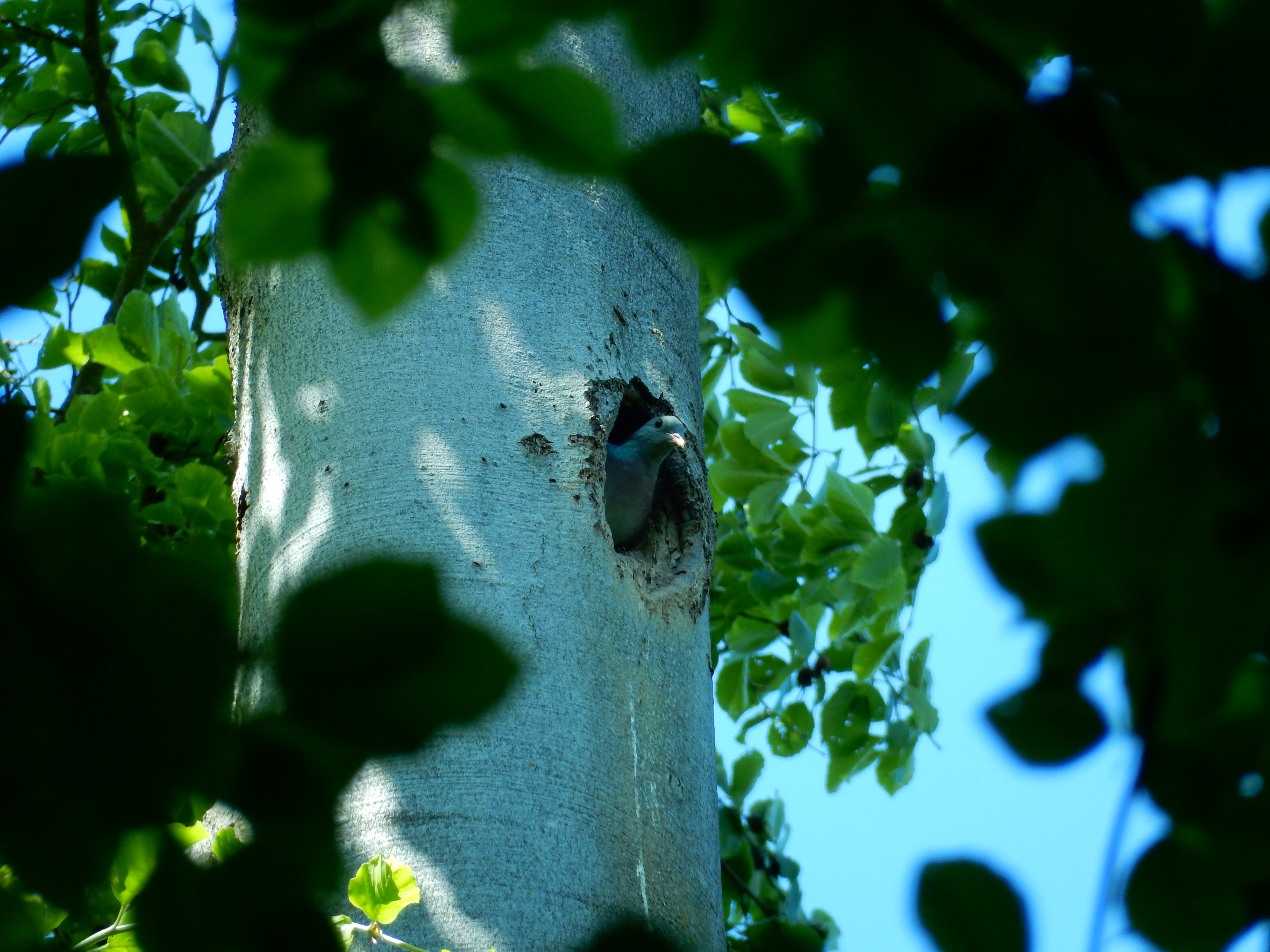 Spechthöhle mit Hohltaube | © Christian Stierstorfer