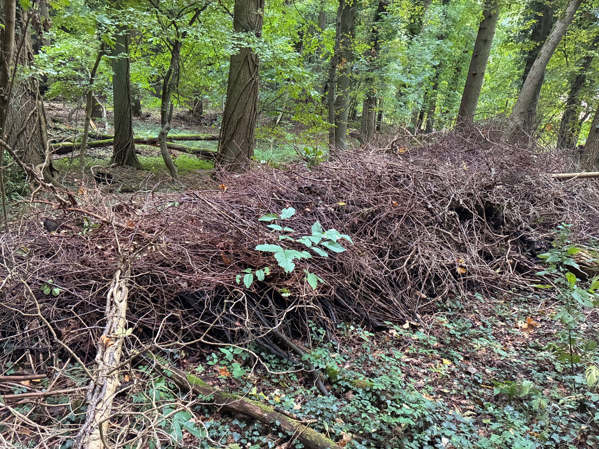 Grünabfälle im Wald | ©Maximilian Hetzer