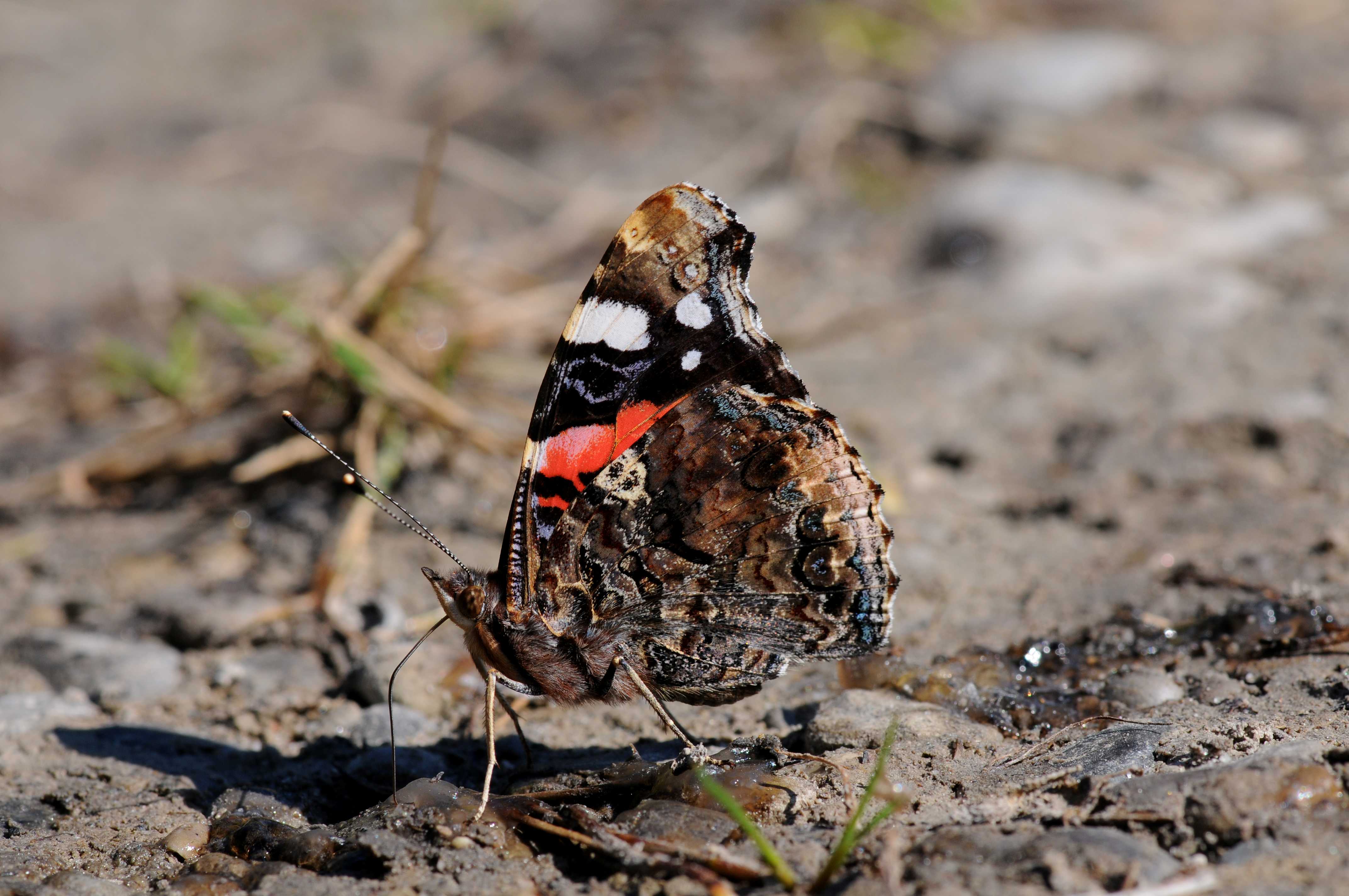 Admiral | © Eberhard Pfeuffer