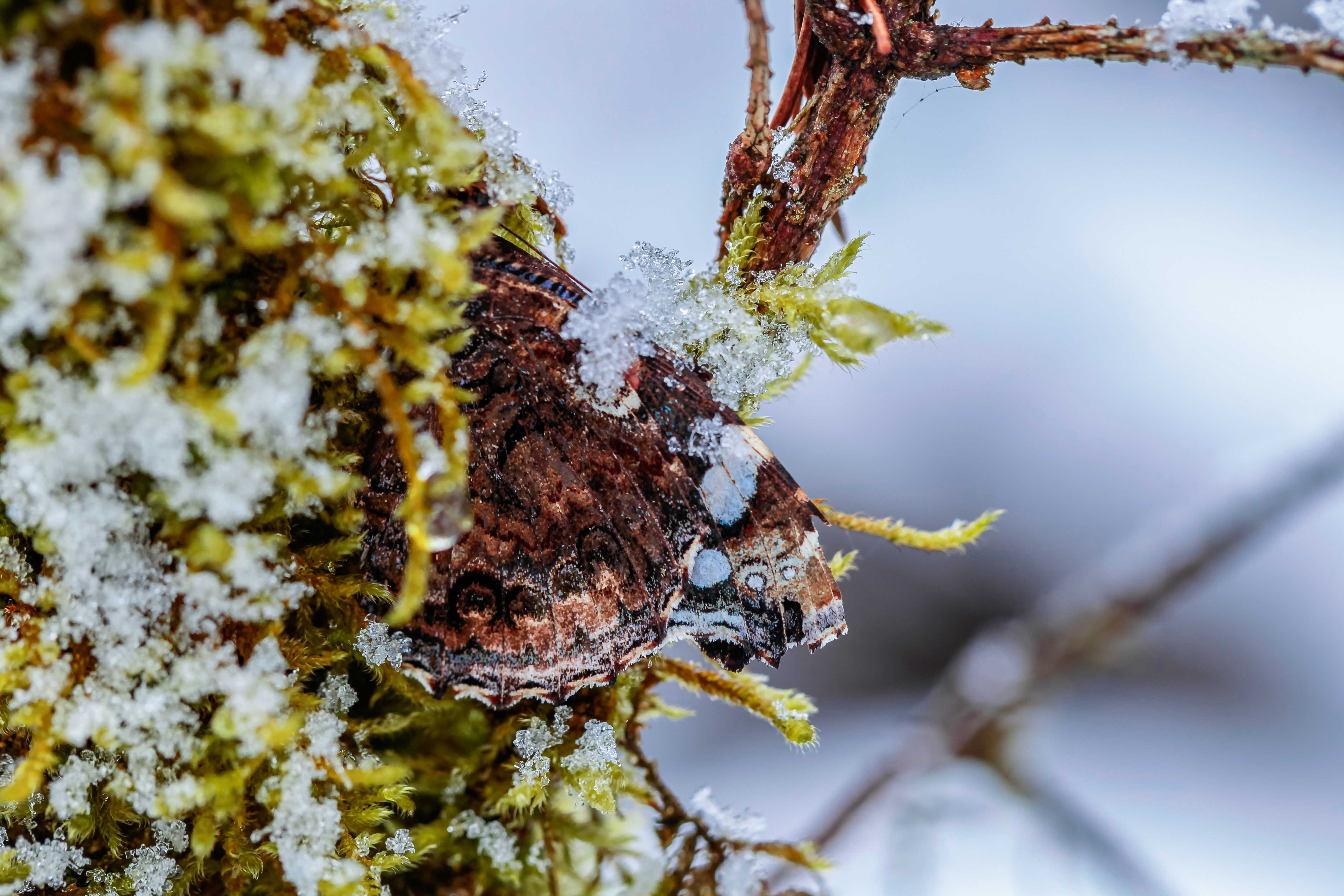 Admiral im Schnee | ©Ralph Sturm