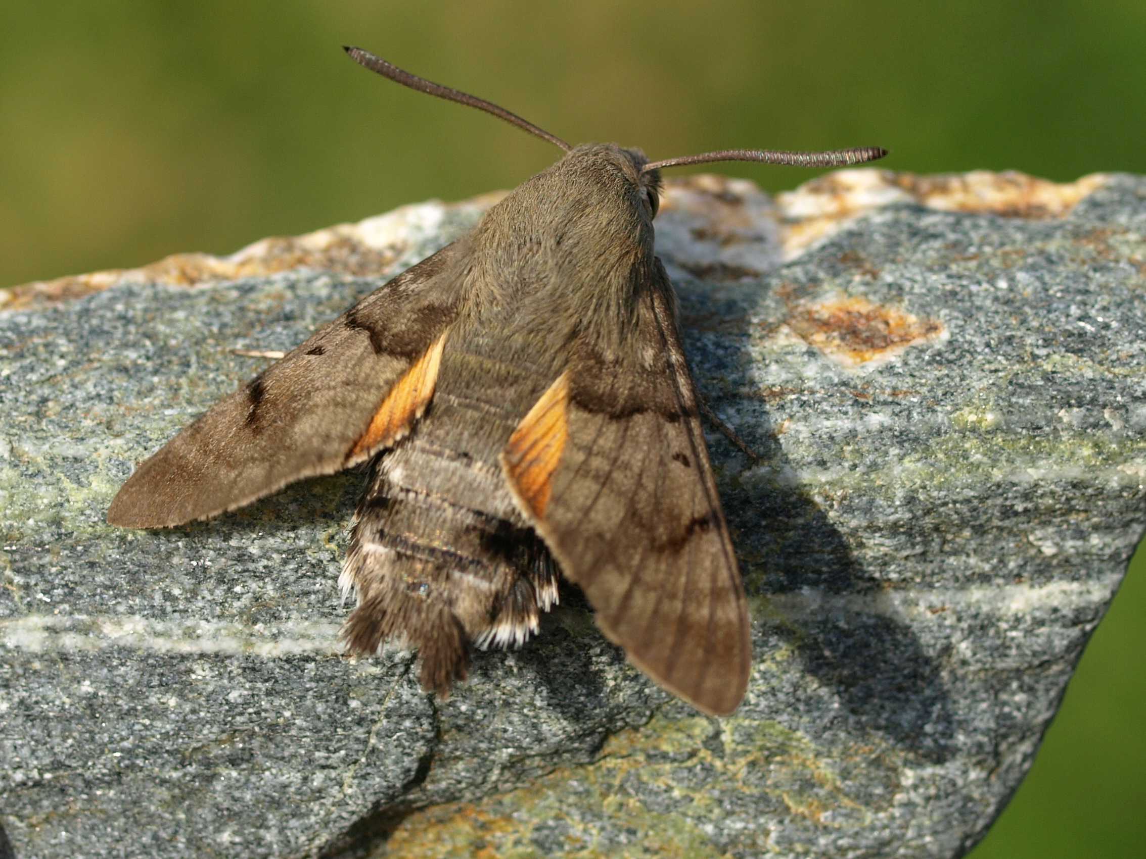 Taubenschwänzchen | ©Petra Altrichter