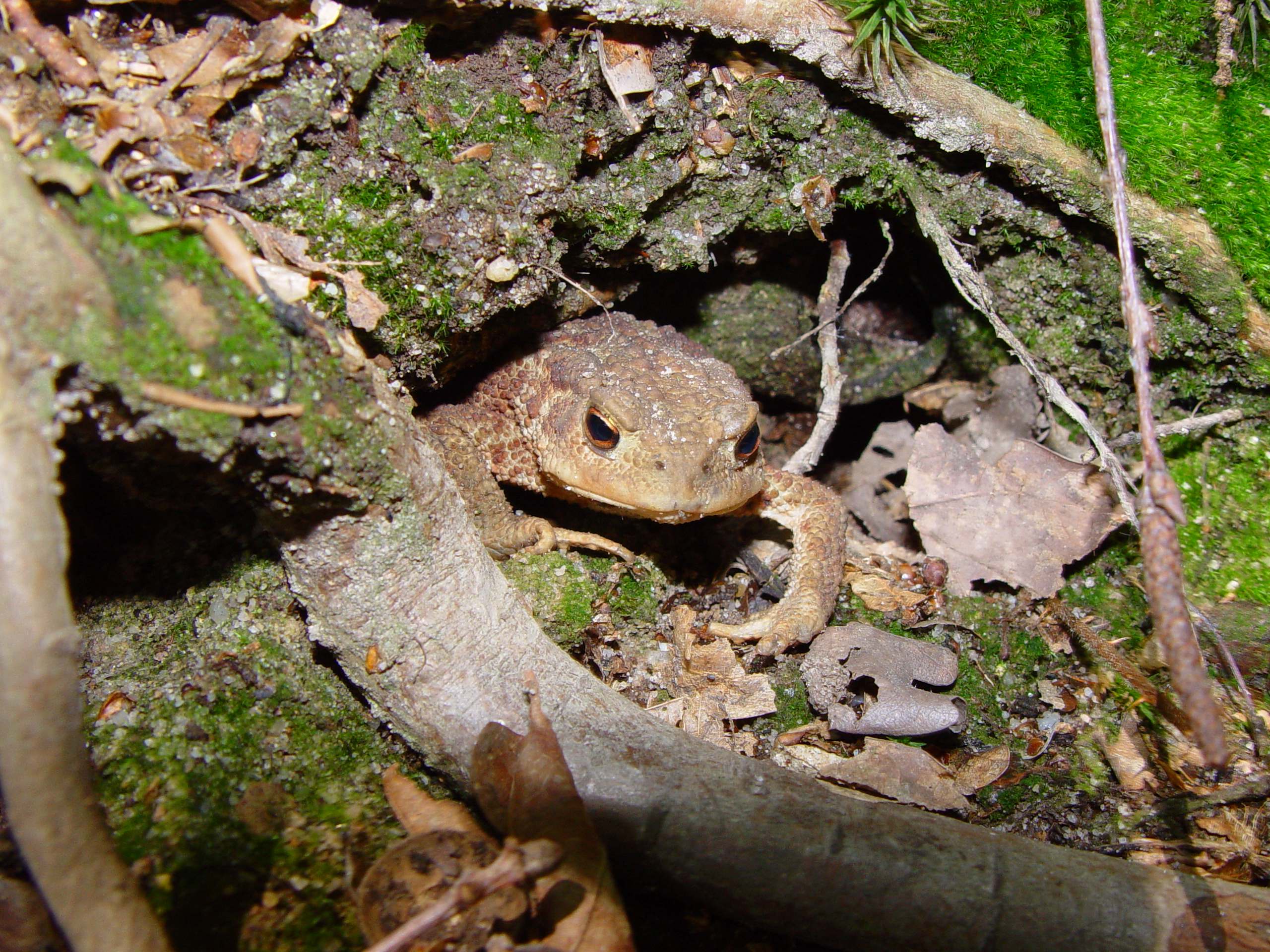 Erdkröte unter Baumwurzel | © Julia Römheld