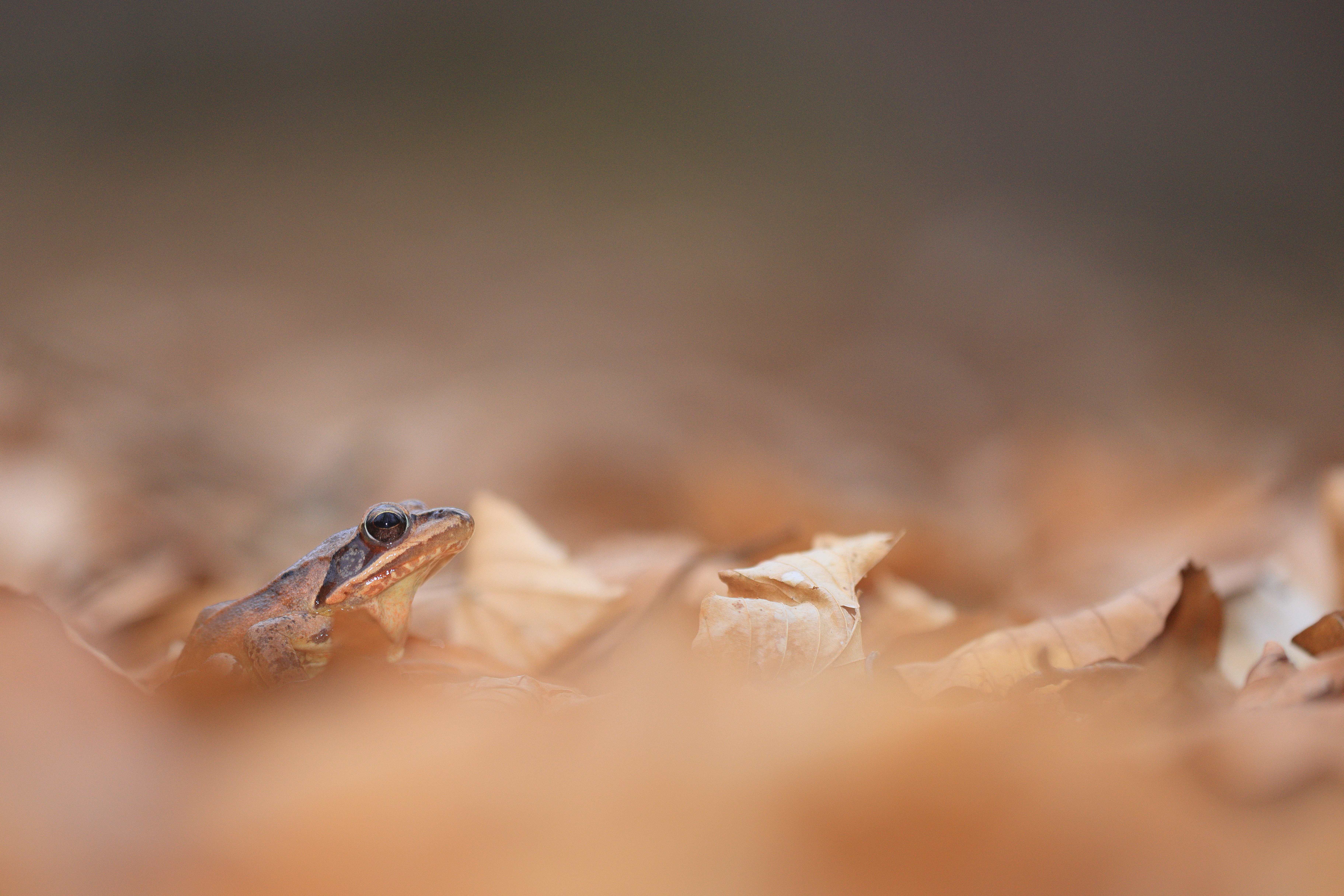 Grasfrosch im Laub | © Stefan Masur