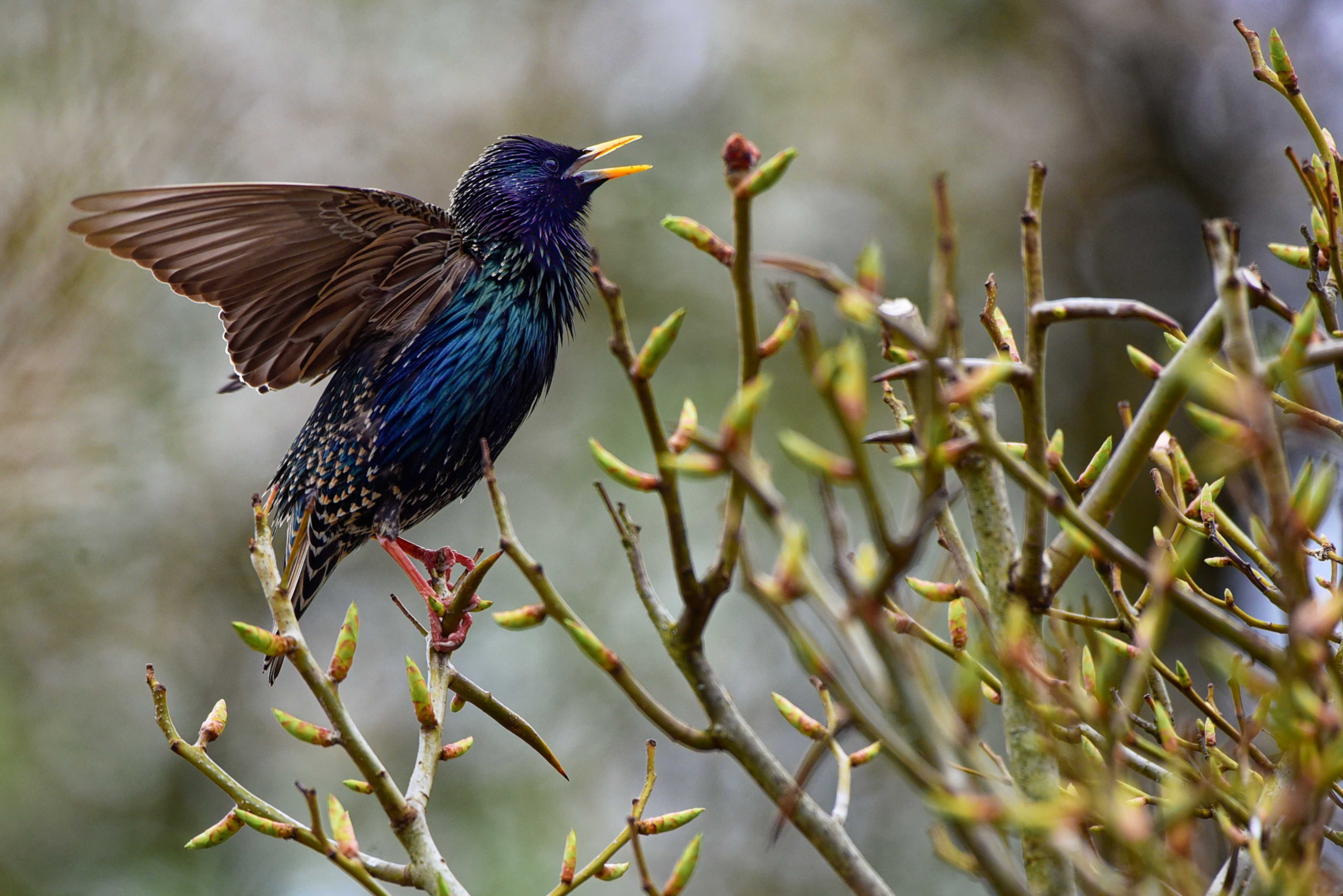Star | © Manfred Schalk