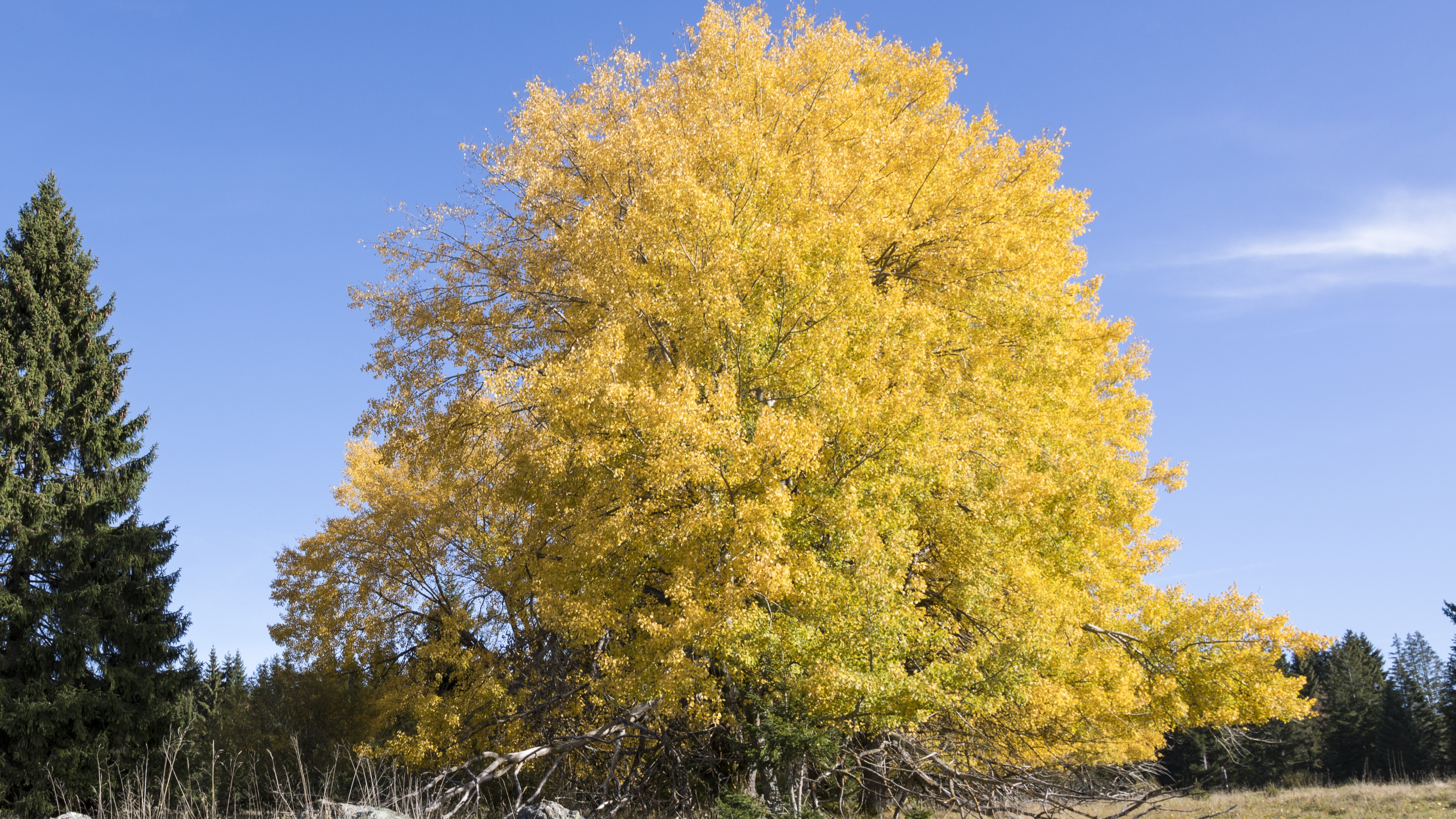 Zitterpappel | © Marcus Bosch