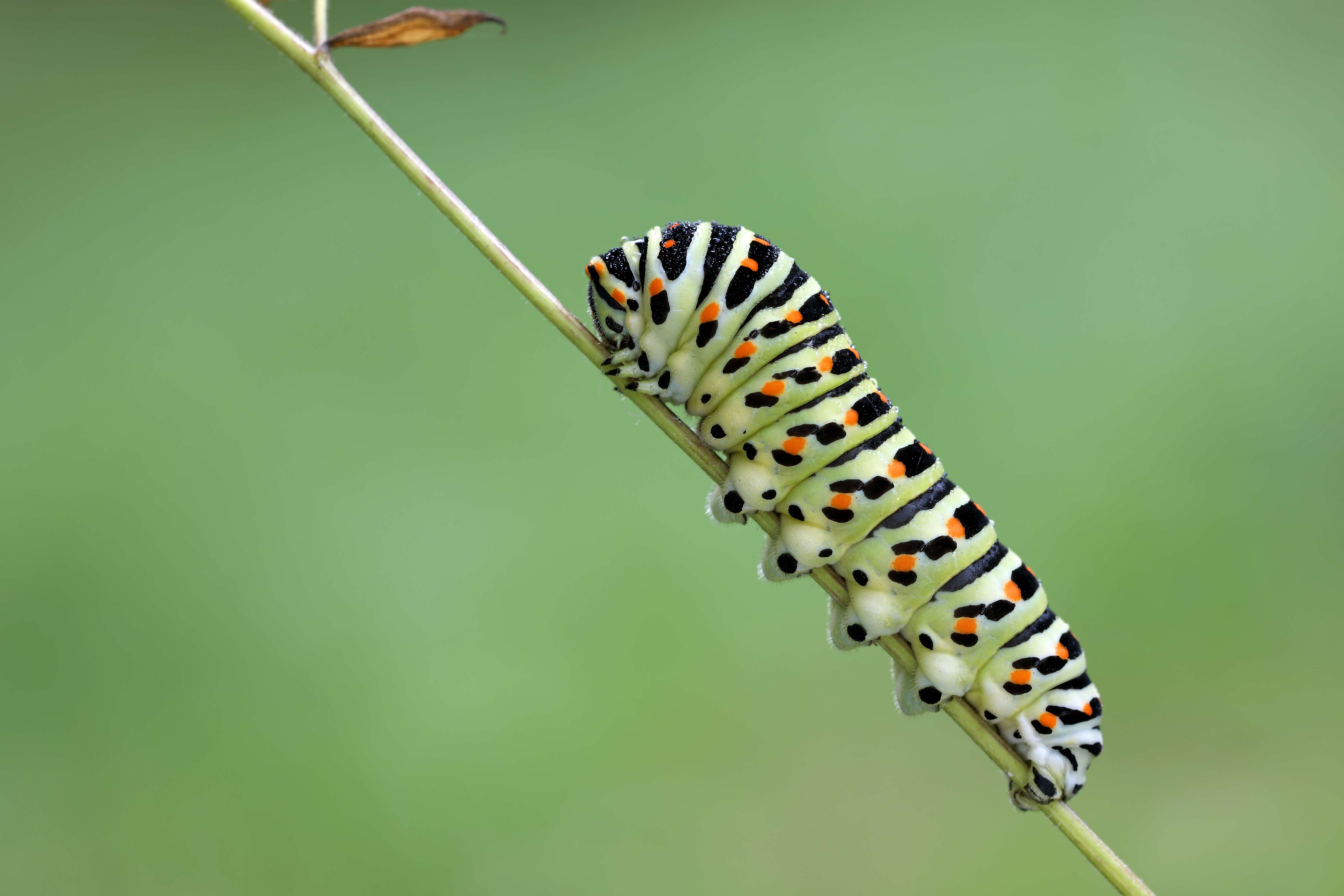 Schwalbenschwanzraupe | © Frank Derer