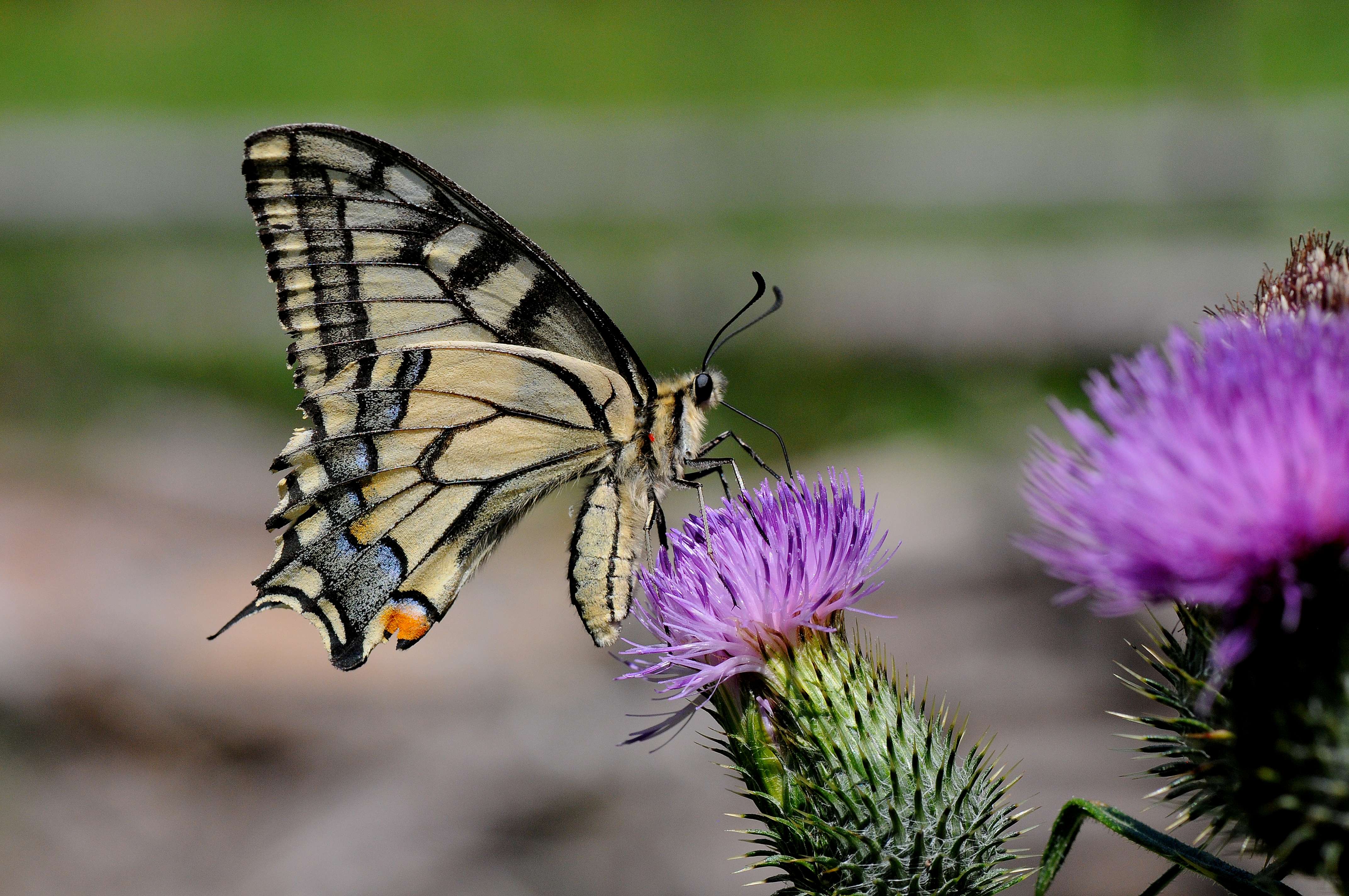 Schwalbenschwanz | © Eberhard Pfeuffer