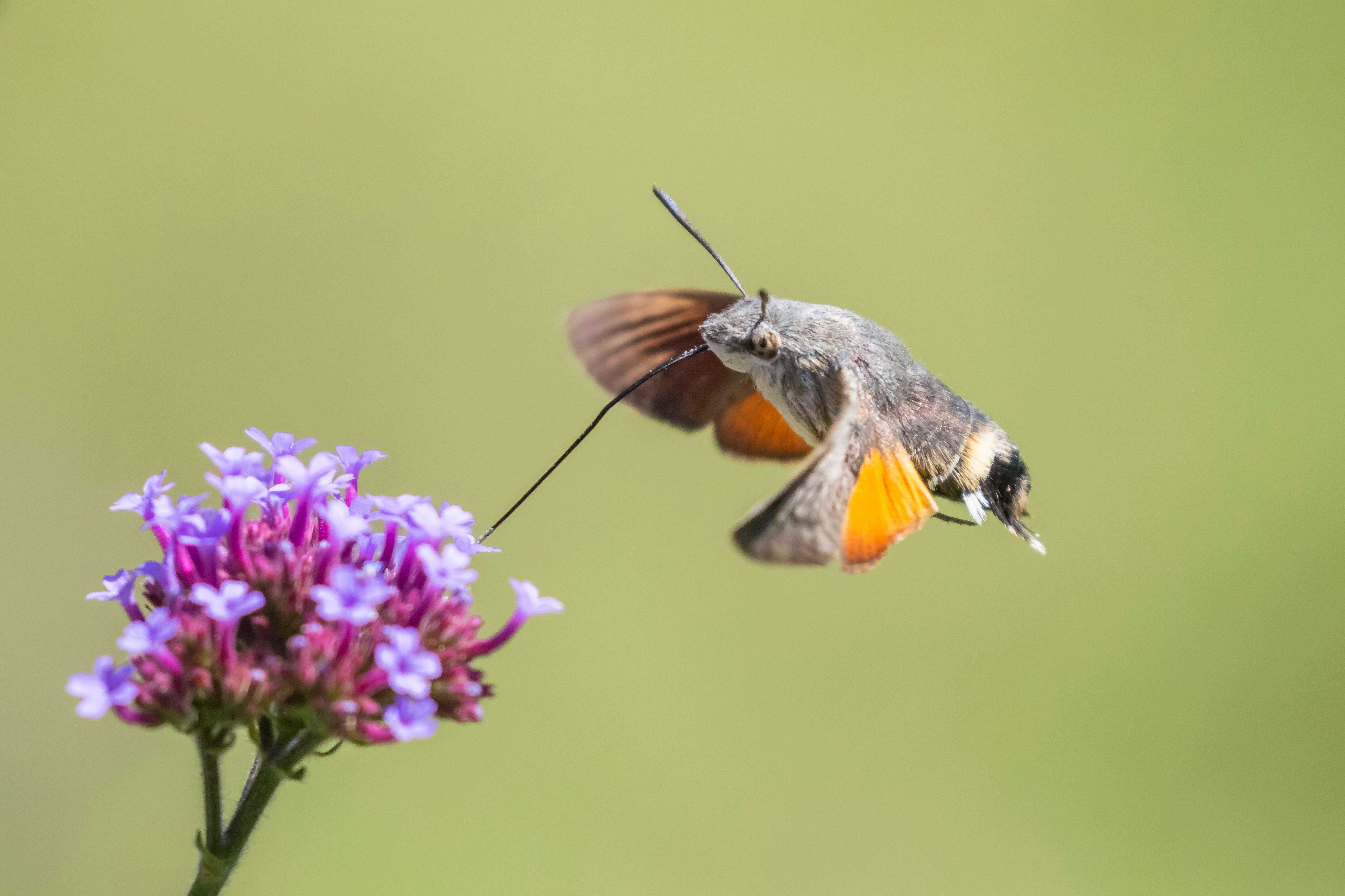 Taubenschwänzchen | © Ralph Sturm