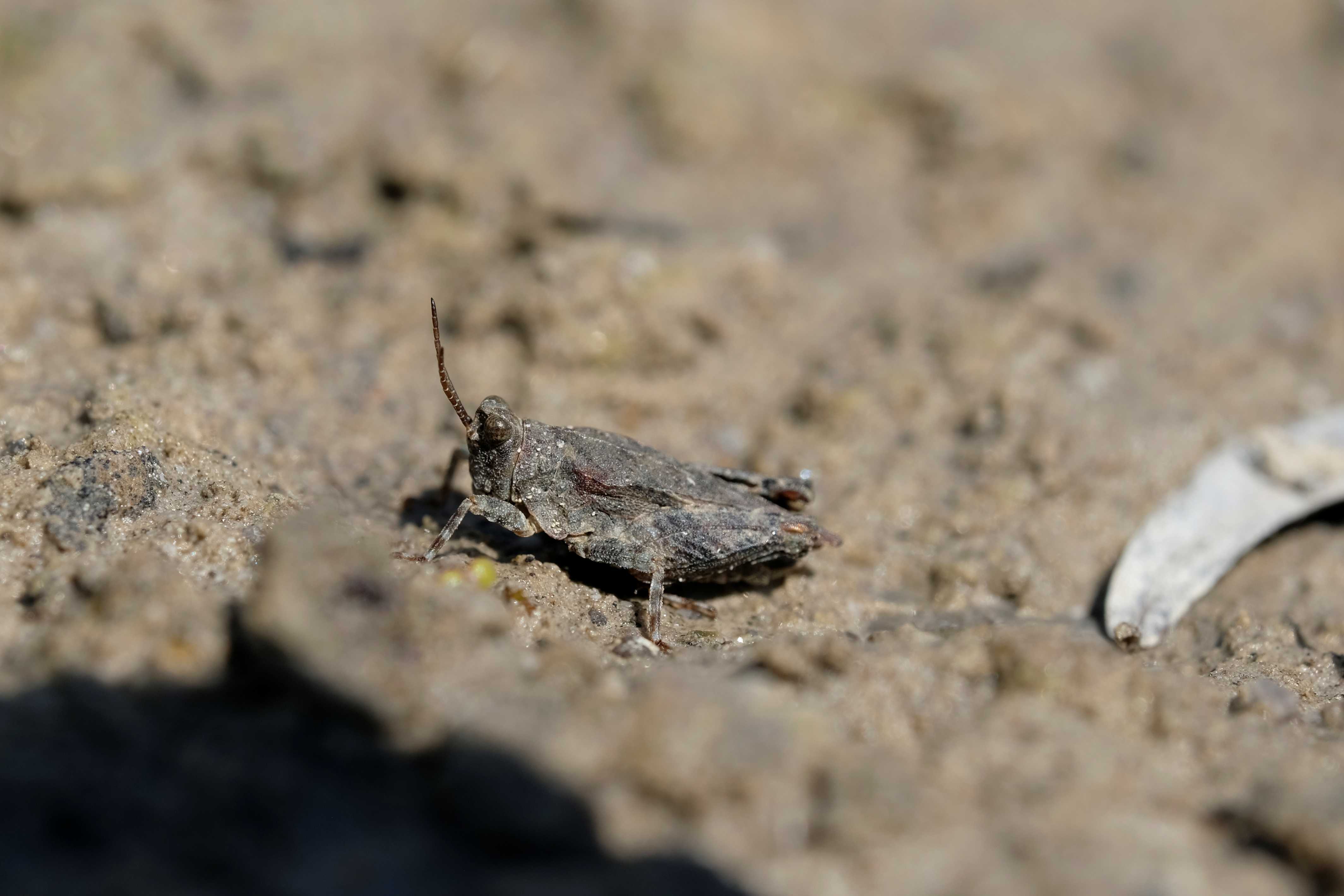 Türks Dornschrecke | © Dr. Eberhard Pfeuffer
