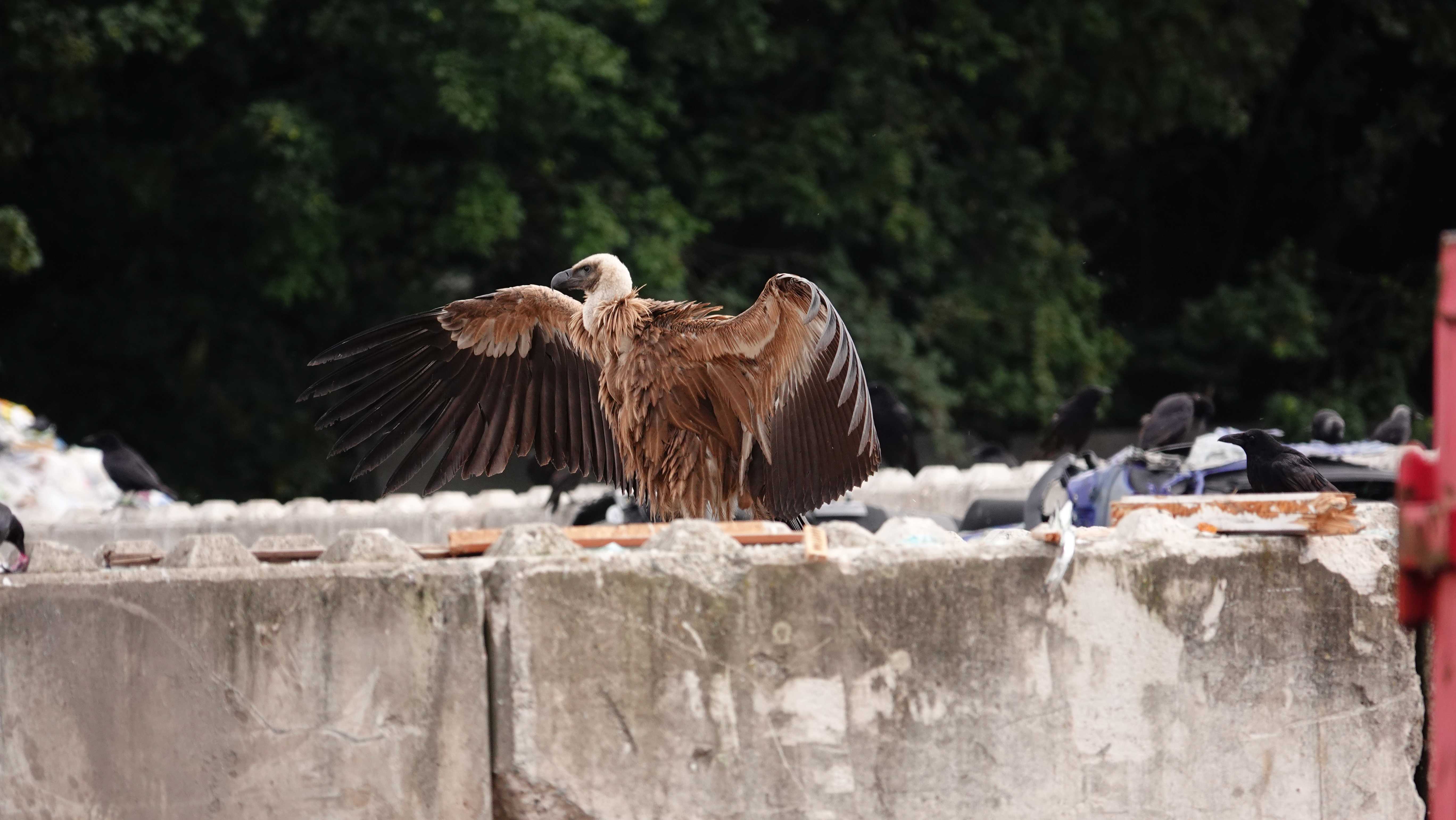 Gänsegeier bei Bayreuth | © Marco Suchy