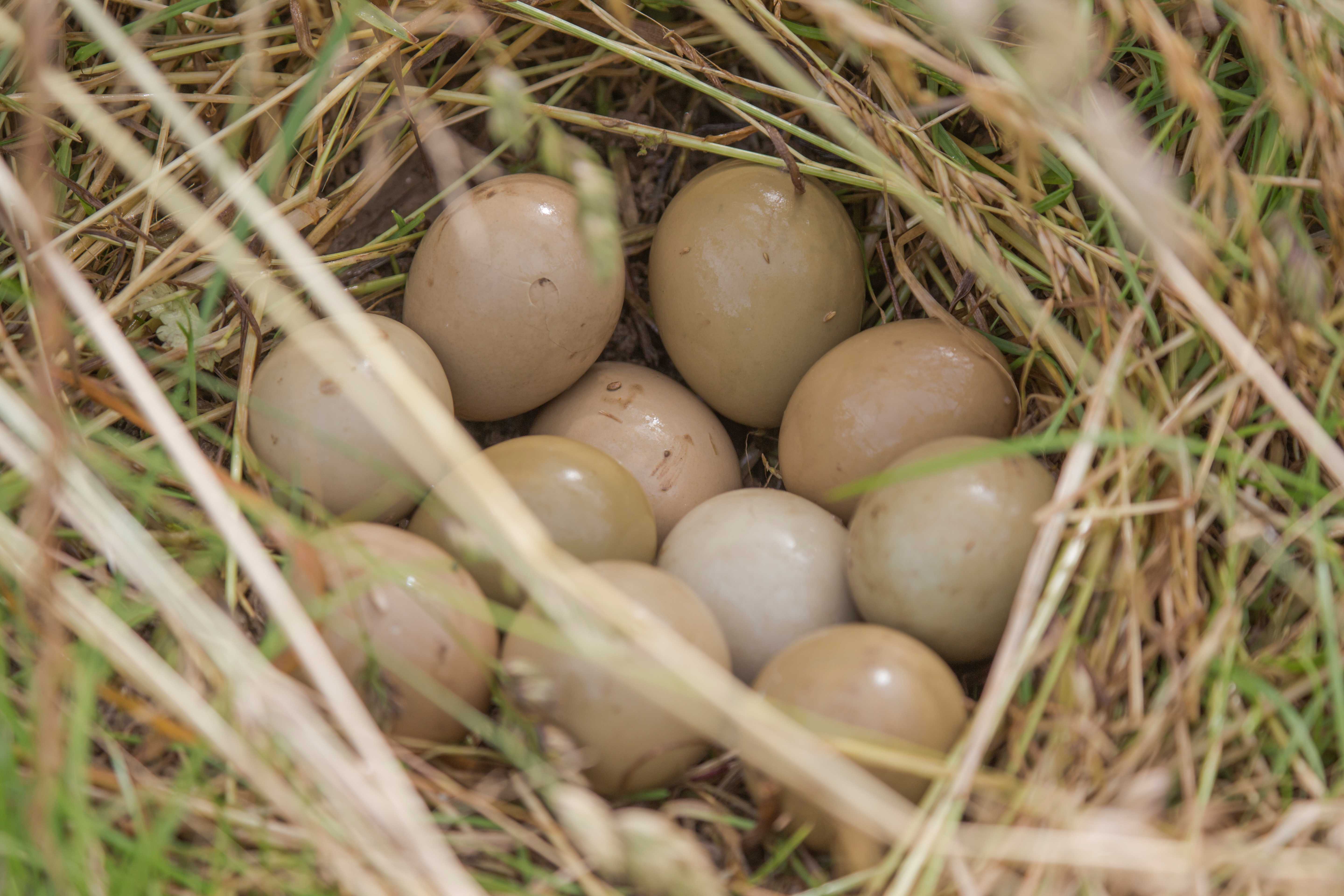 Rebhuhn-Gelege | © Ralph Sturm