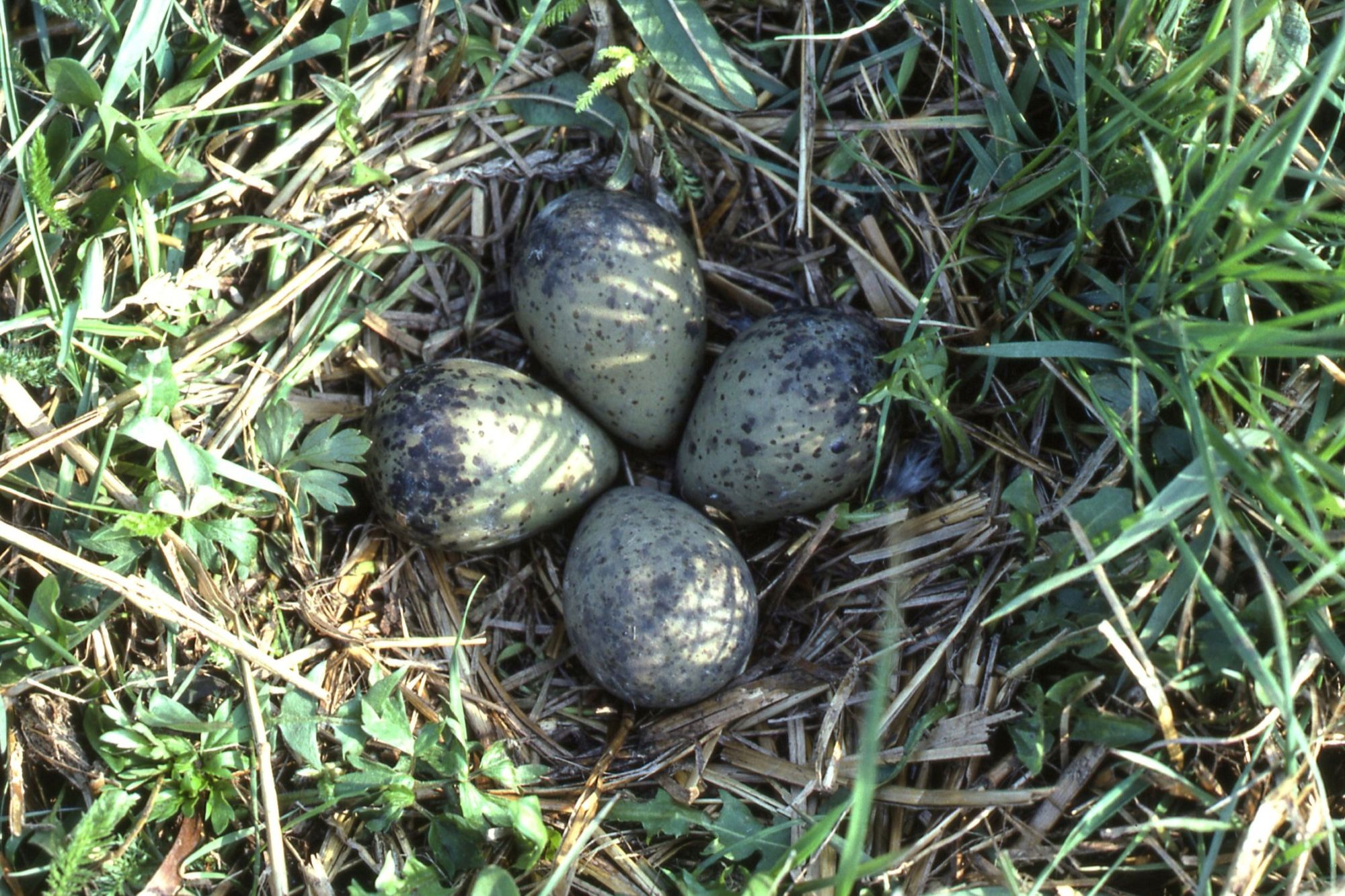 Gelege des Brachvogels | © Heinz Tuschl