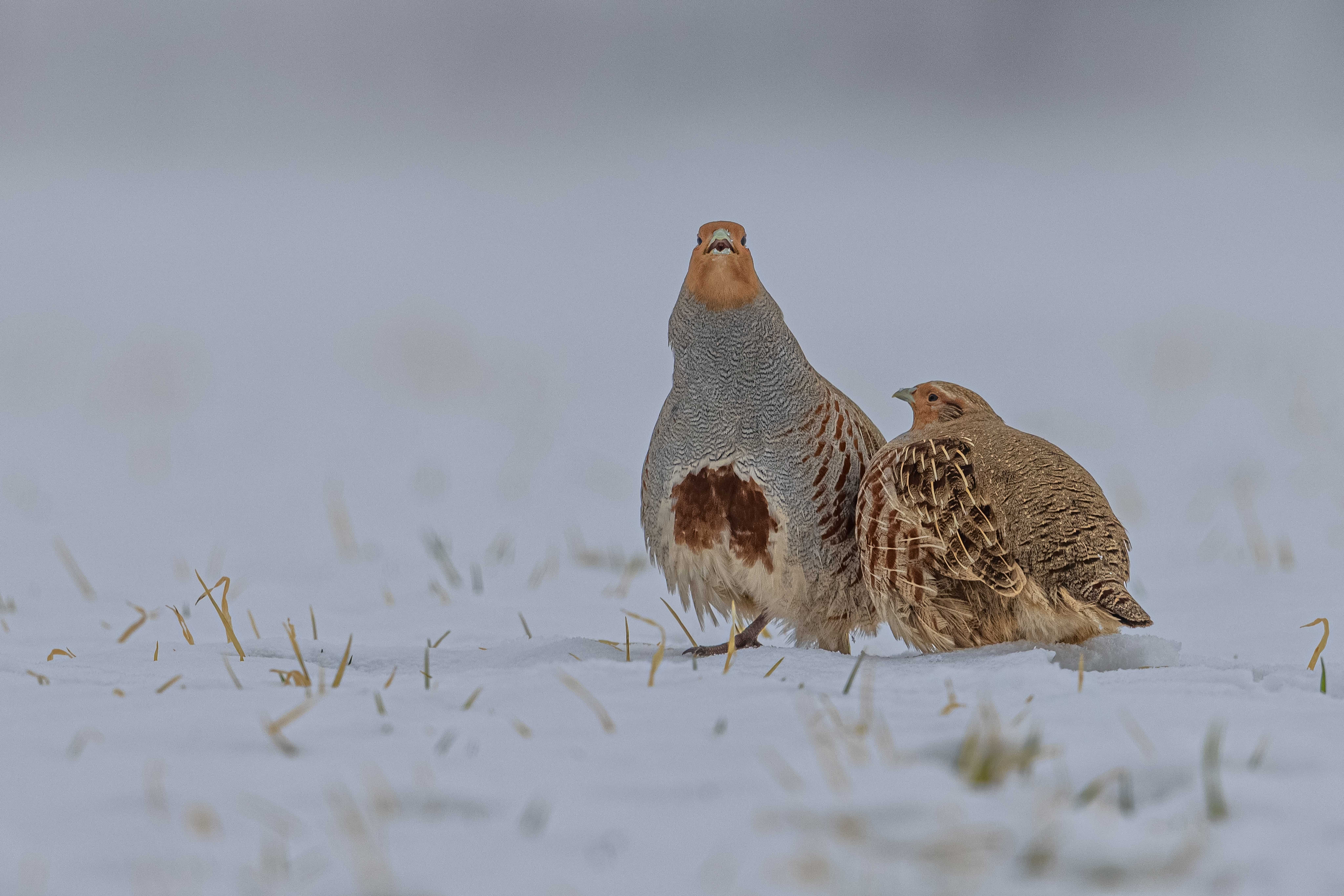 Rebhuhnpaar | © Gunther Zieger