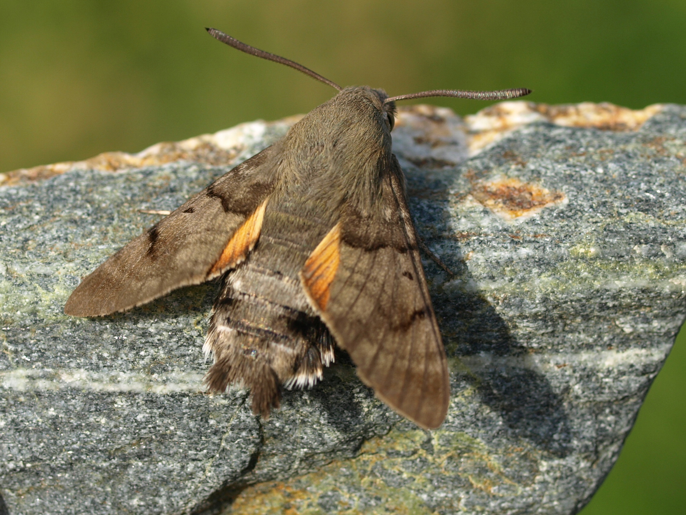 Taubenschwänzchen | © Petra Altrichter
