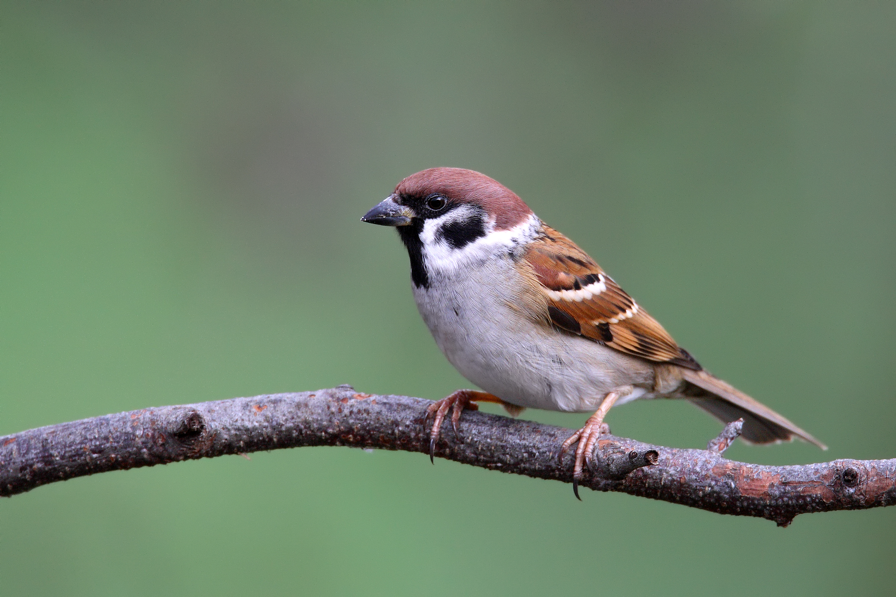 Wer wird zum Vogel des Jahres 2023 gewählt? - LBV - Gemeinsam Bayerns Natur  schützen