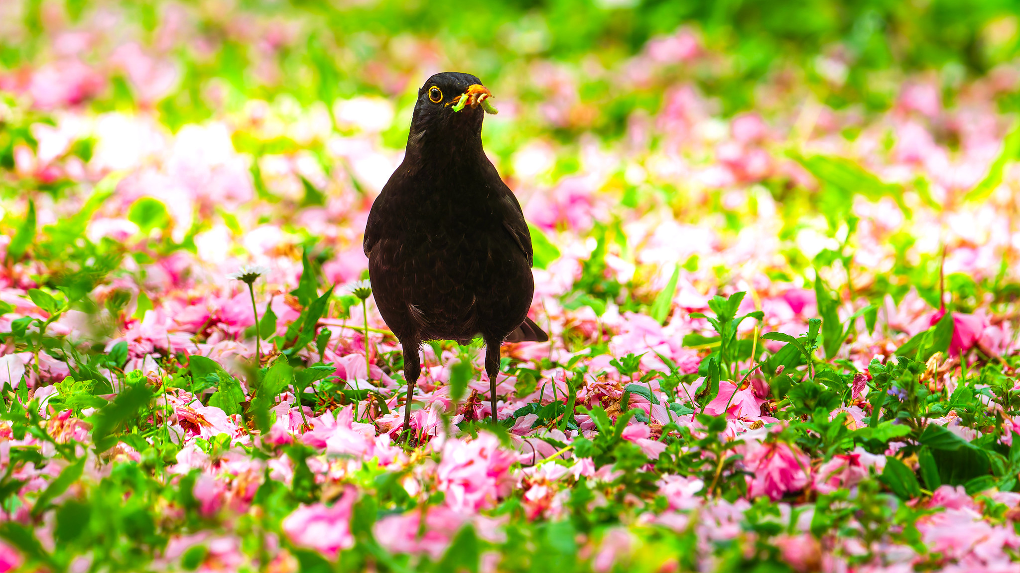Amsel | © Alexander Scholz