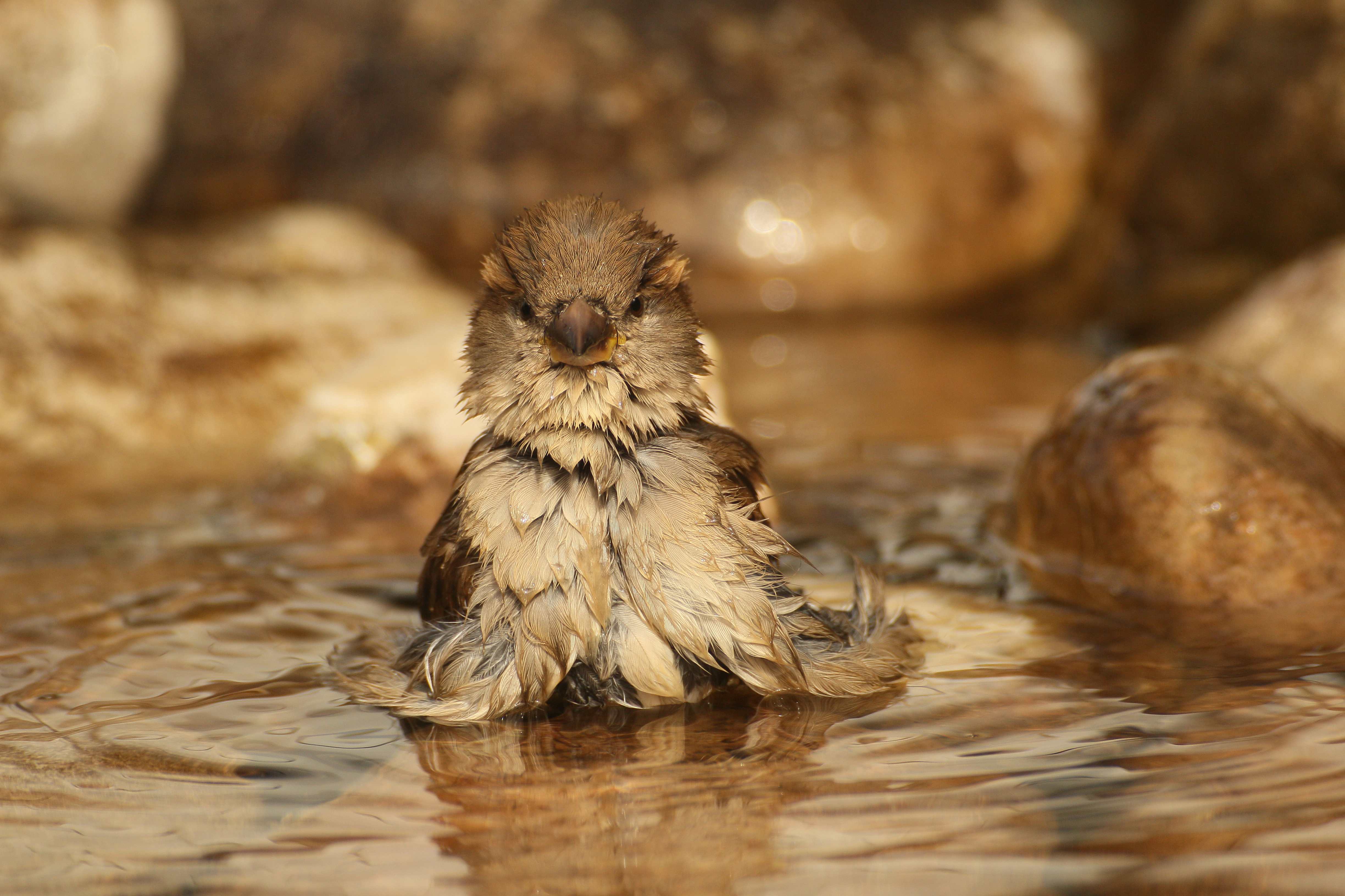 Haussperling | © Dieter Hopf