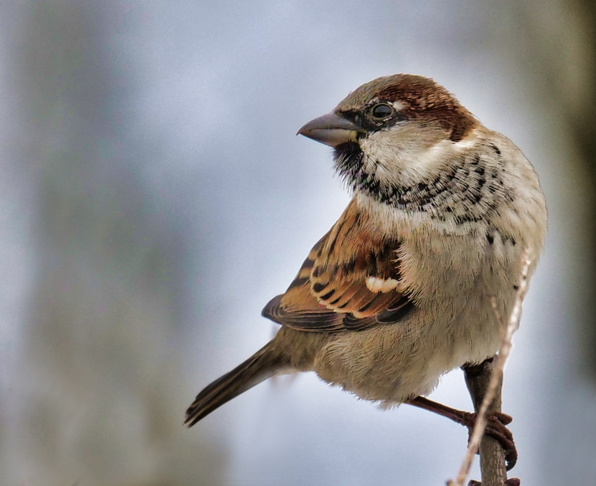 Haussperling | © Michael Schiebelsberger