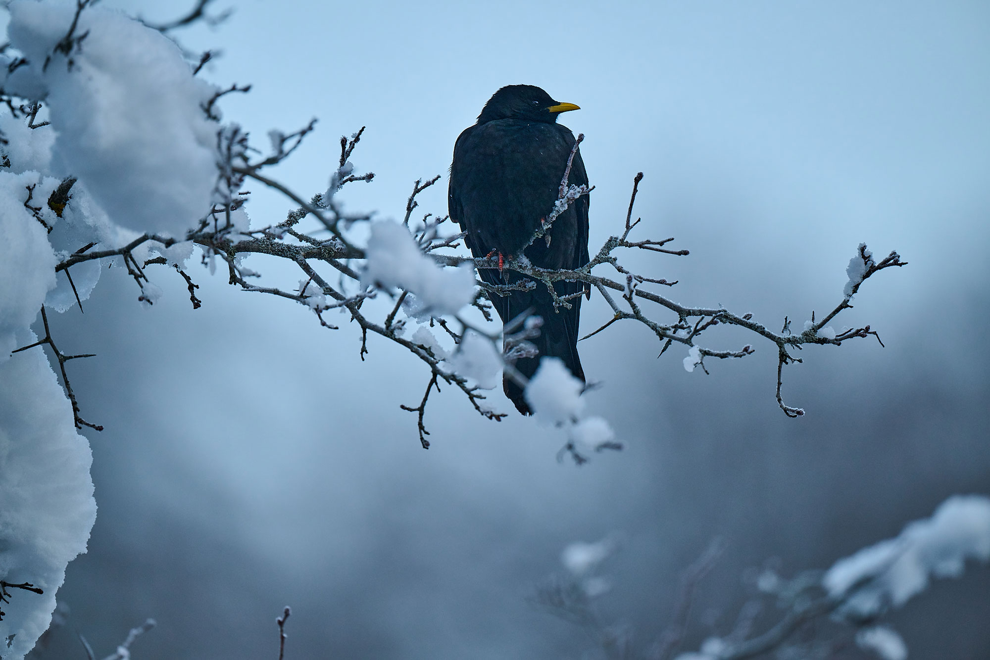 Alpendohle | © Hans Klein
