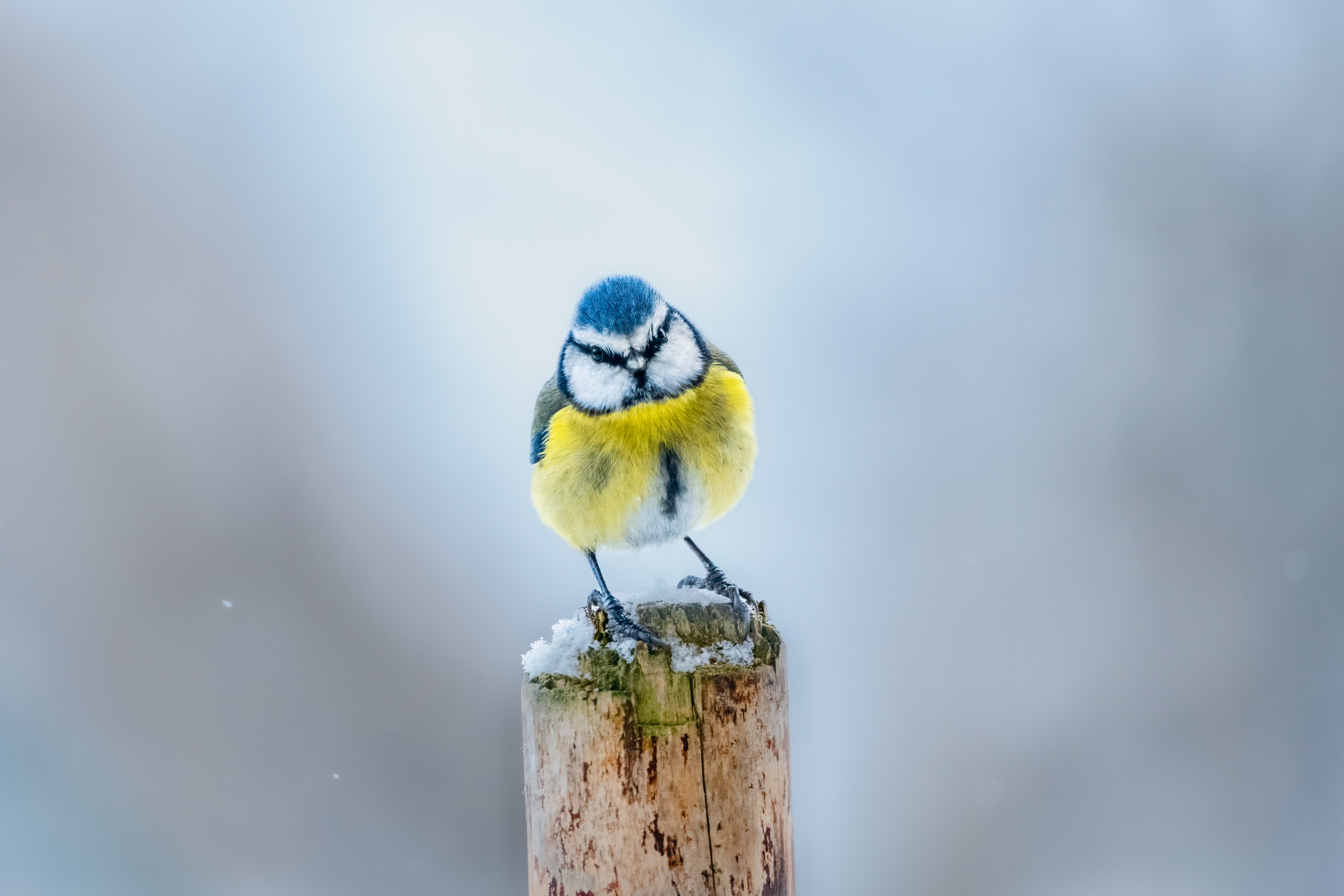 Blaumeise | © Marco Hausdörfer
