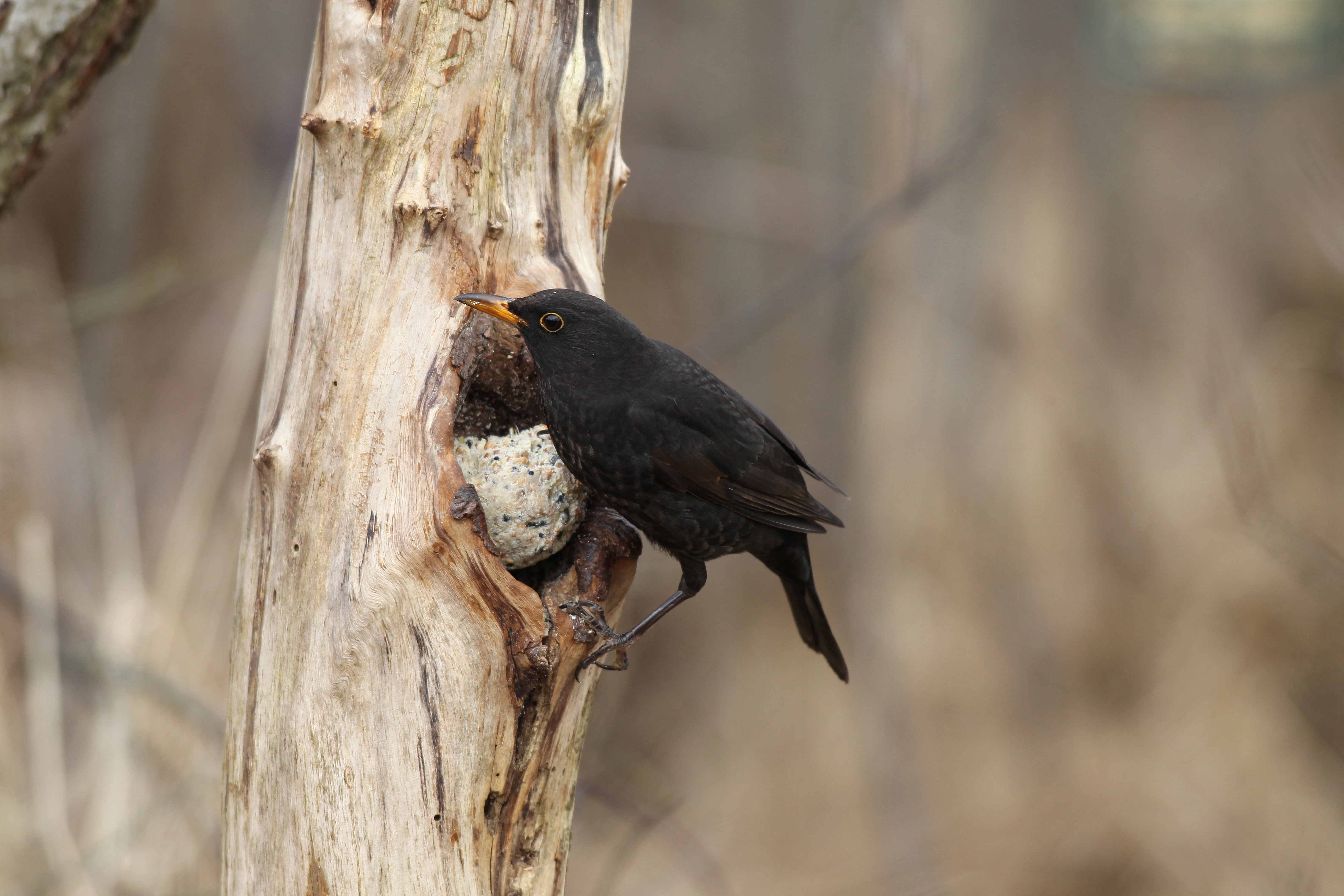 Amsel | © Dieter Hopf