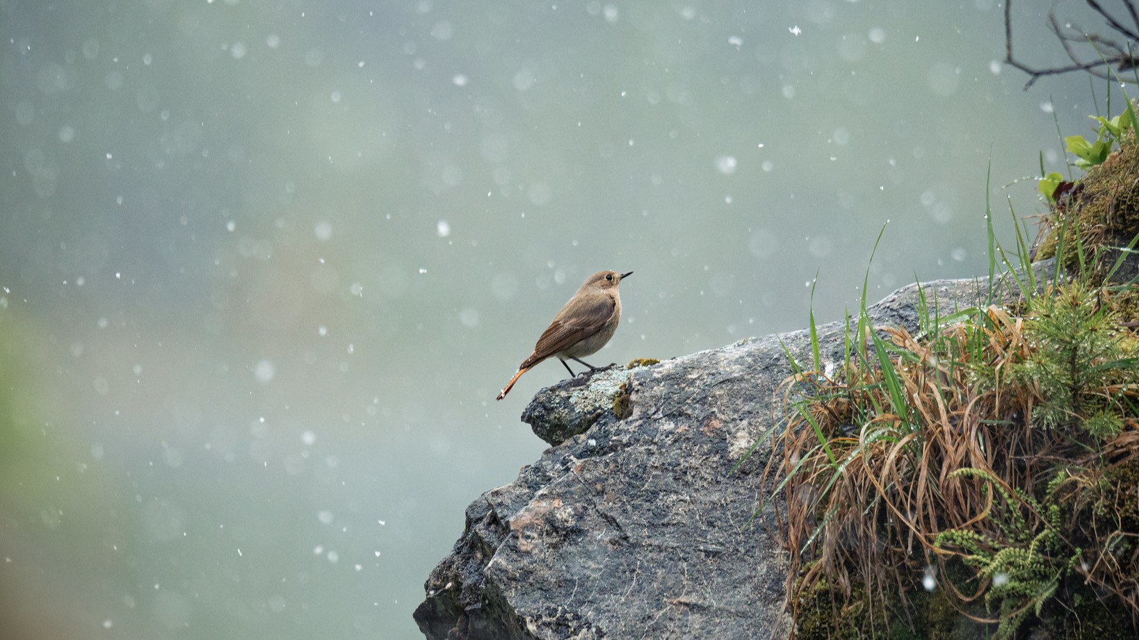 Hausrotschwanz | © Timo Hellmuth