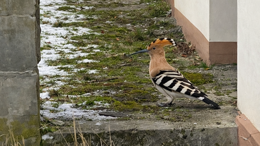Wiedehopf | © Yvonne Ruppert